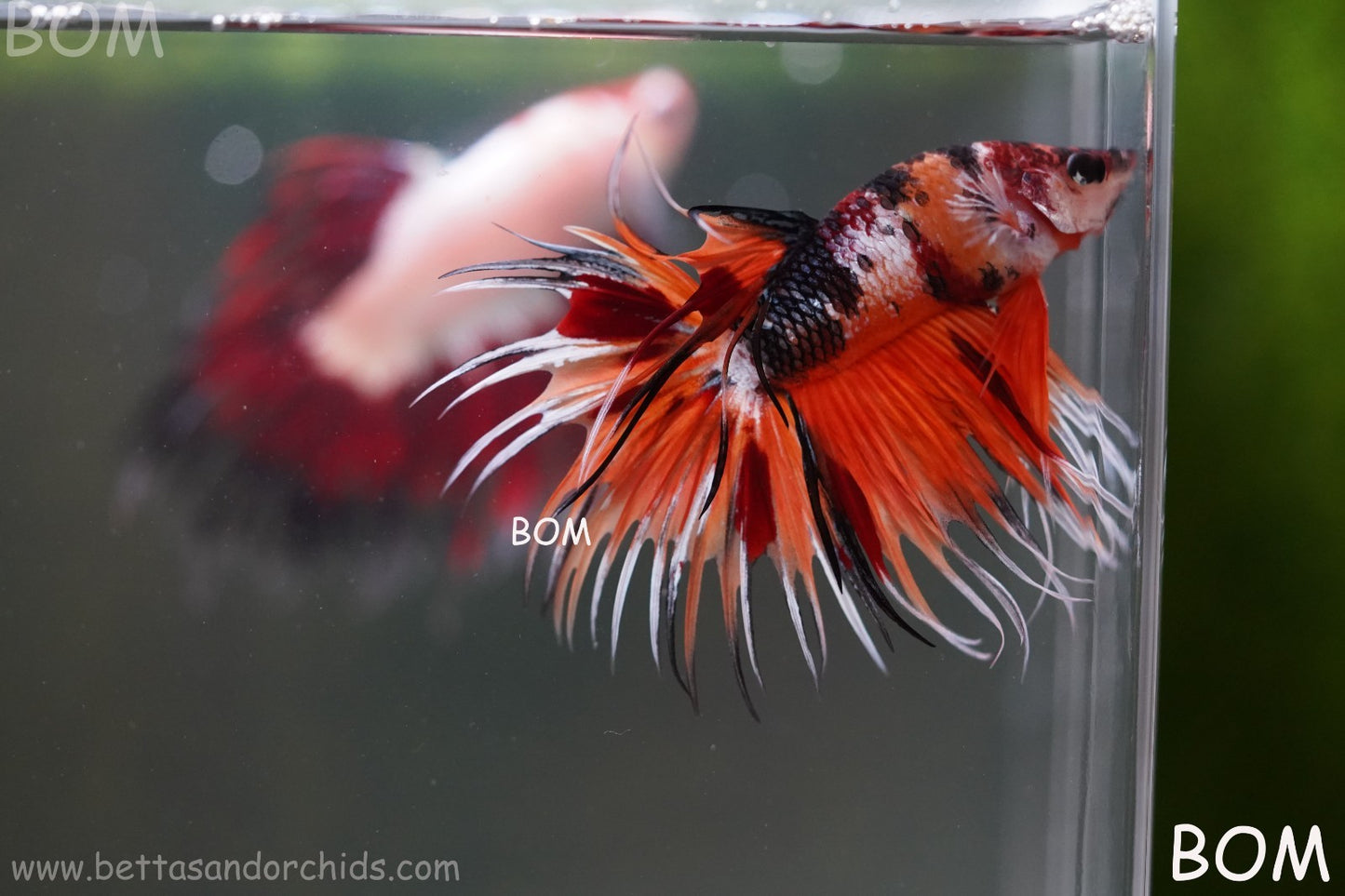 LIVE BETTA MALE DRAGONS CROWN LEOPARDS : Unique Fish | BOM-A300