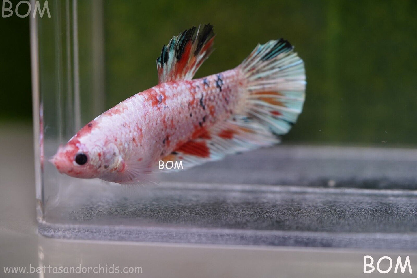 Betta Plakat GIANT MALE MULTICOLOUR | BOM-A99