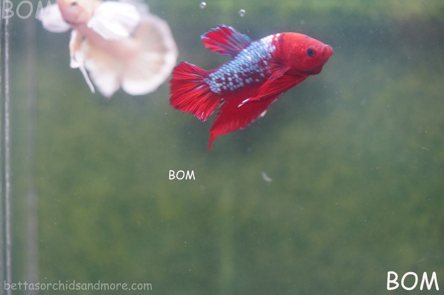LIVE BETTA HMPK MALE FANCY RED | BOM-A177