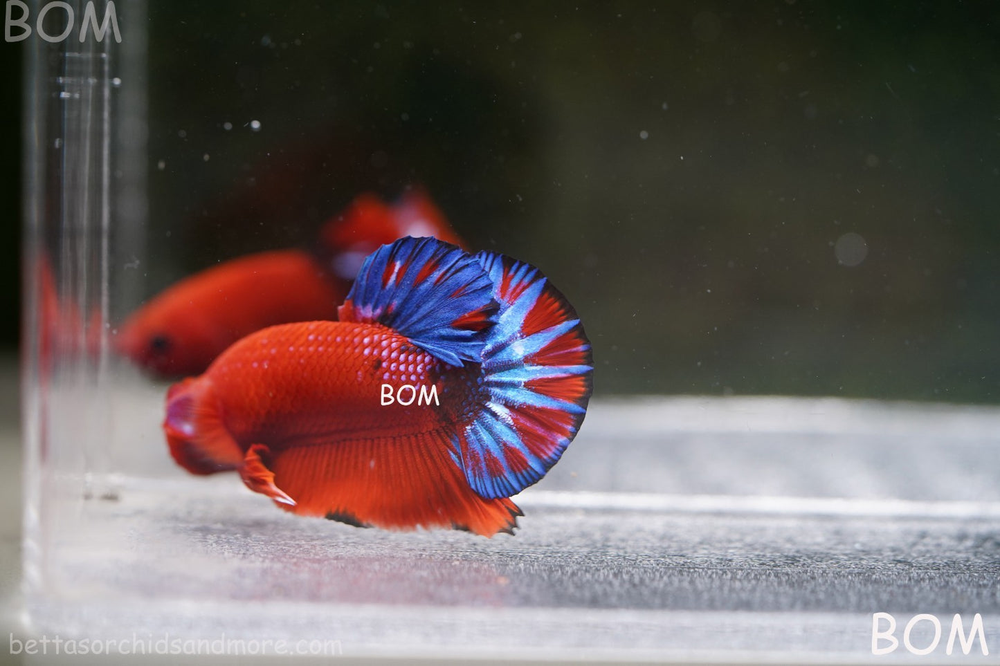PREMIUM MALE HELLBOY HMPK BETTA Fish:Live HMPK | BOM-A271