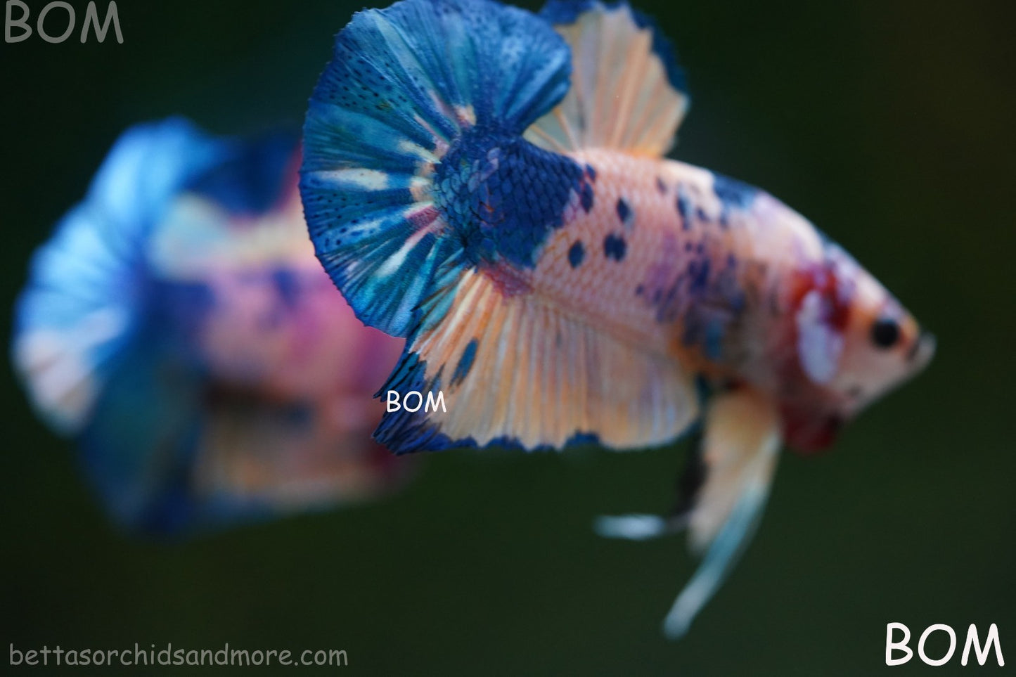 LIVE BETTTA MALE METALLIC MULTICOLOUR HMPK BEAUTIFUL COLOURS | BOM-A281