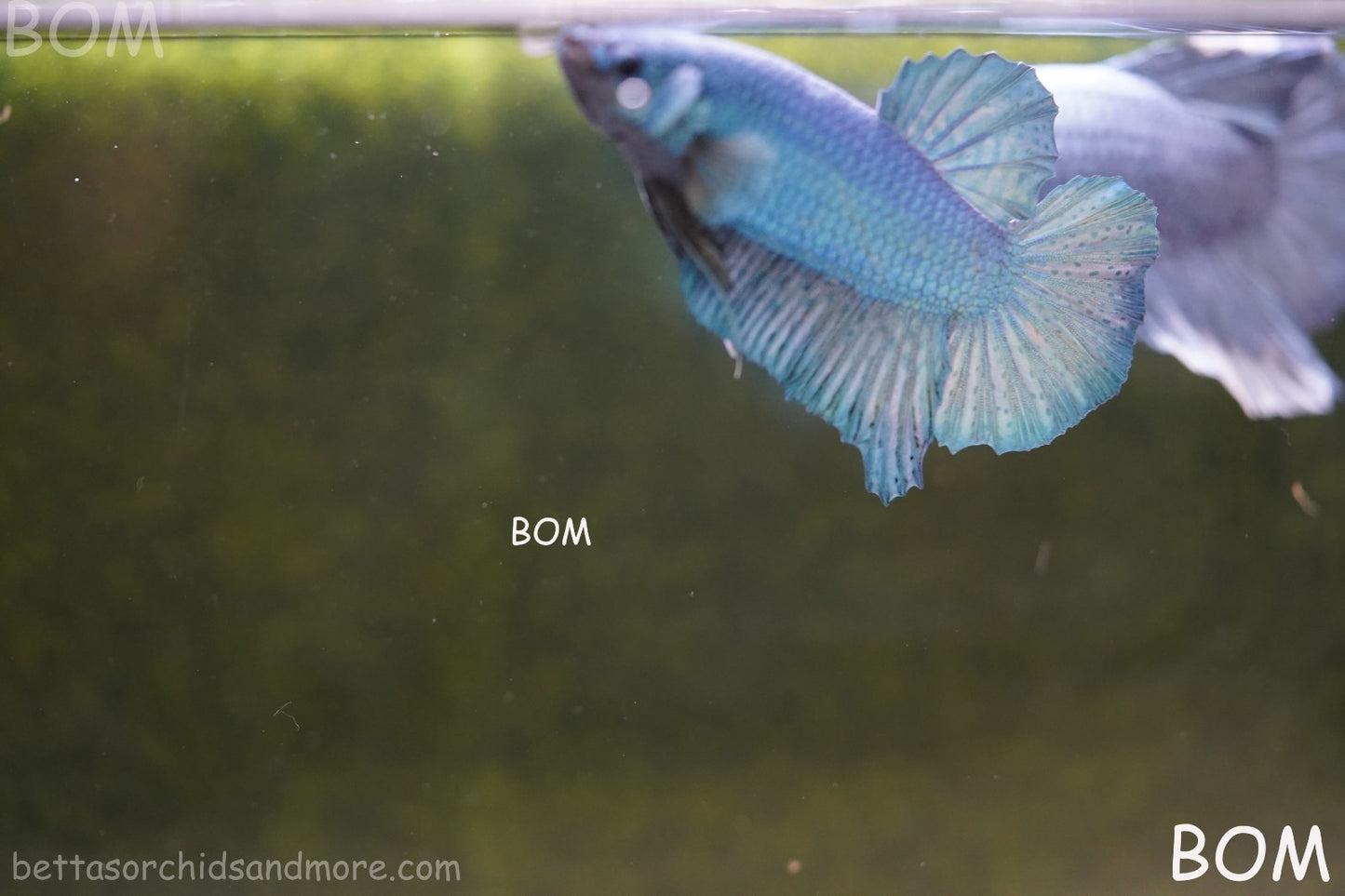 Betta Plakat GIANT MALE BLUE SERIES 5 CM BO | BOM-A307