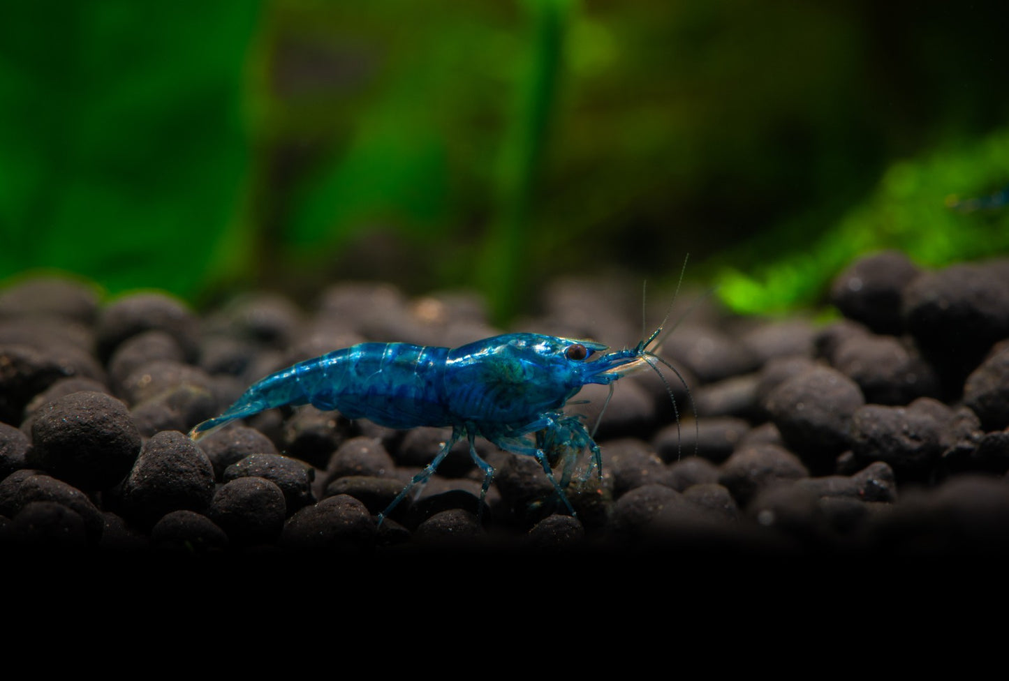10+1 BLUE SOLID SHRIMP Live Freshwater – Hardy & Peaceful – FREE Shipp