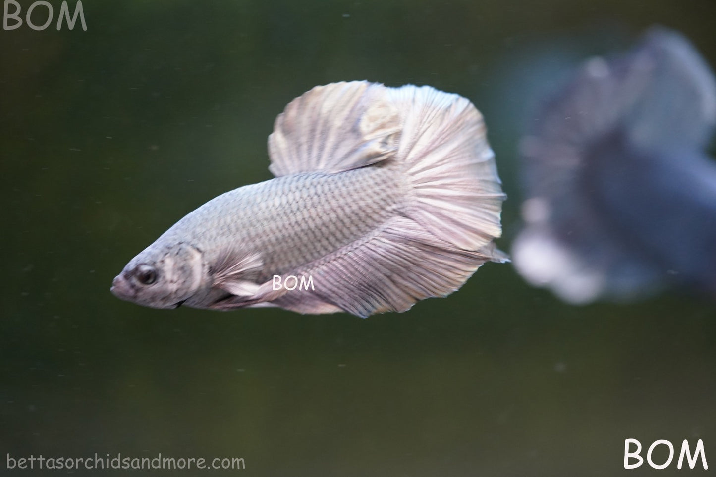 LIVE BETTA GIANT MALE COPPER 5 CM BO | BOM-A315