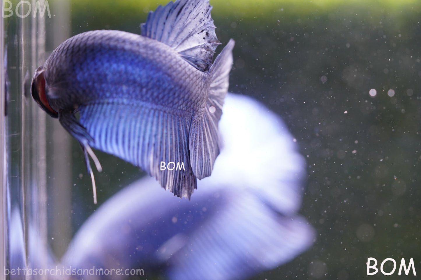 Betta Plakat GIANT MALE BLUE SERIES 5 CM BO | BOM-A304