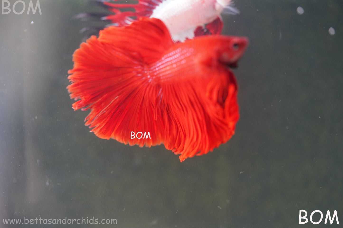 LIVE BETTA MALE KING RED ROSE TAIL : Unique Fish | BOM-A294