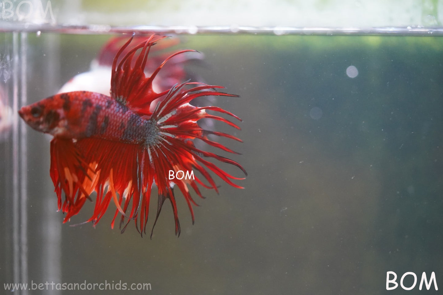 LIVE BETTA MALE CROWN NEMO REDS : Unique Fish | BOM-A302