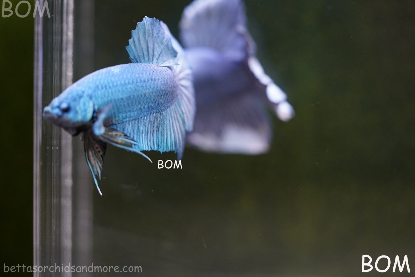 Betta Plakat GIANT MALE BLUE SERIES 5 CM BO | BOM-A307
