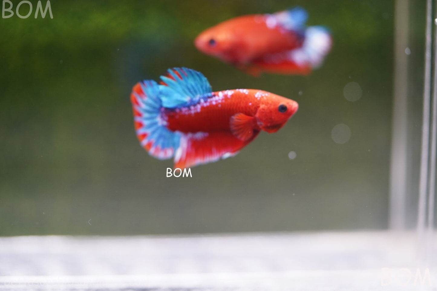PREMIUM MALE HELLBOY HMPK BETTA Fish:Live HMPK | BOM-A226