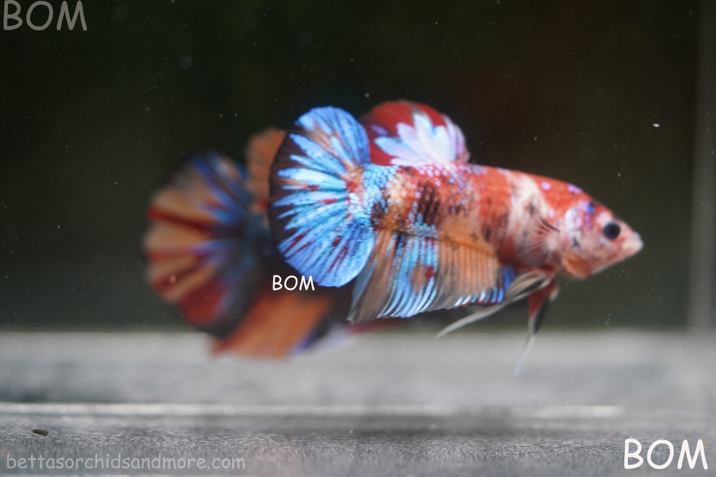 LIVE BETTTA BIG MALE MULTICOLOUR HMPK | BOM-A144