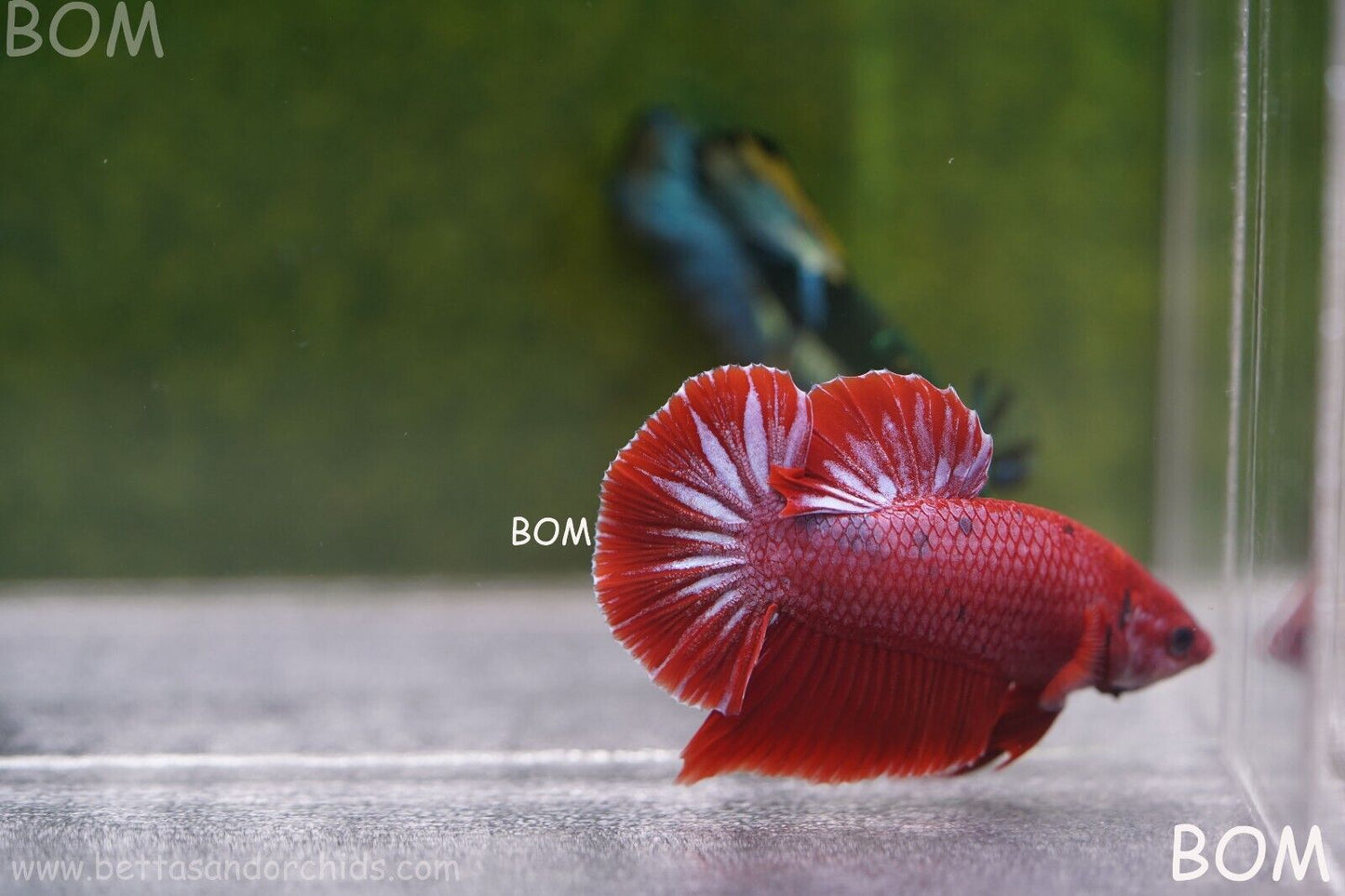 LIVE BETTA MALE RED | BOM830