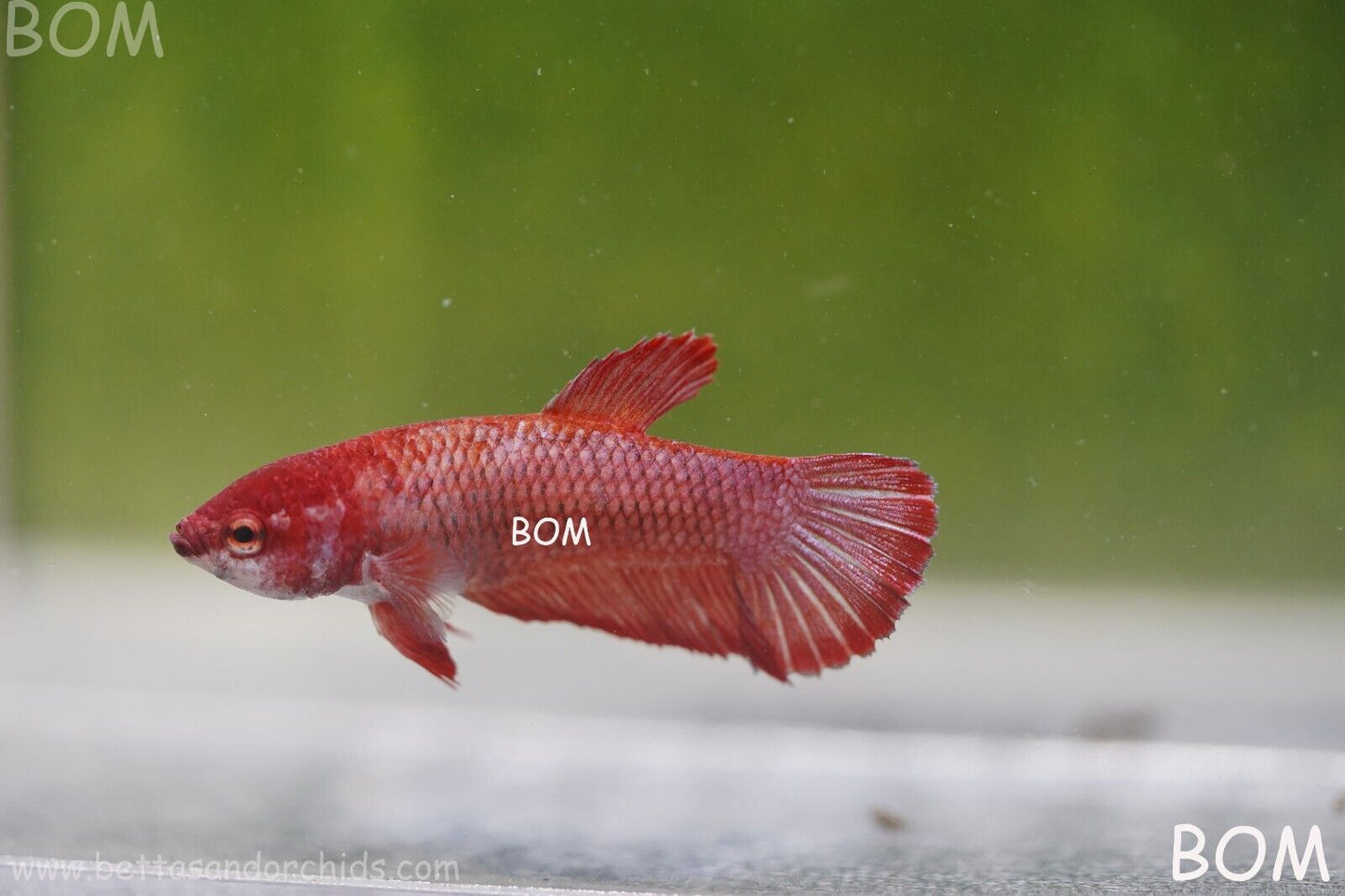 LIVE BETTA HMPK FEMALE FANCY RED | BOM975