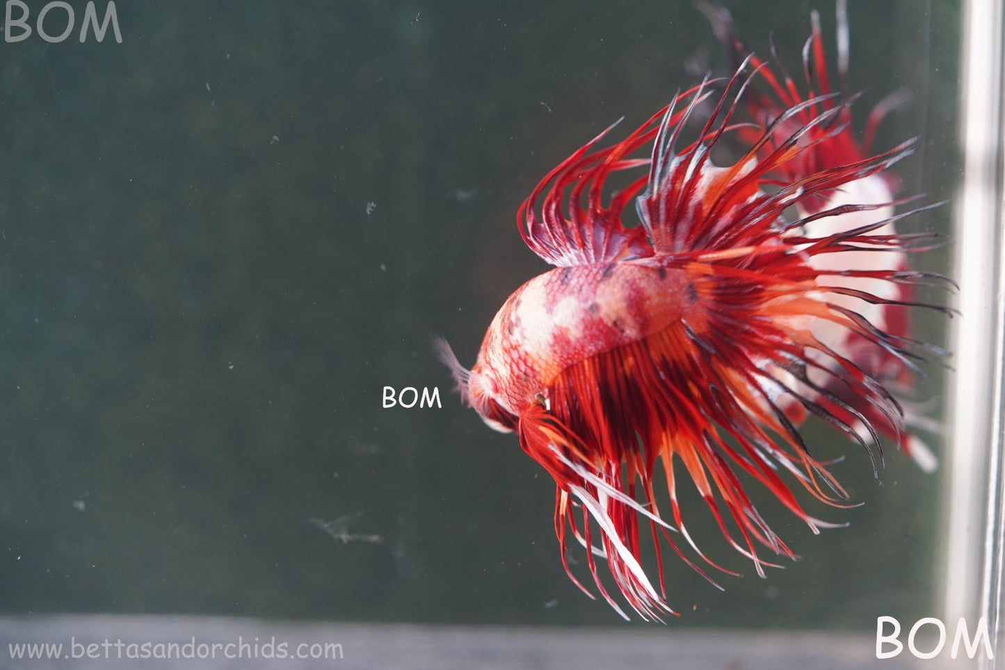 LIVE BETTA MALE CROWN FIREWORKS RED : Unique Fish | BOM-A292