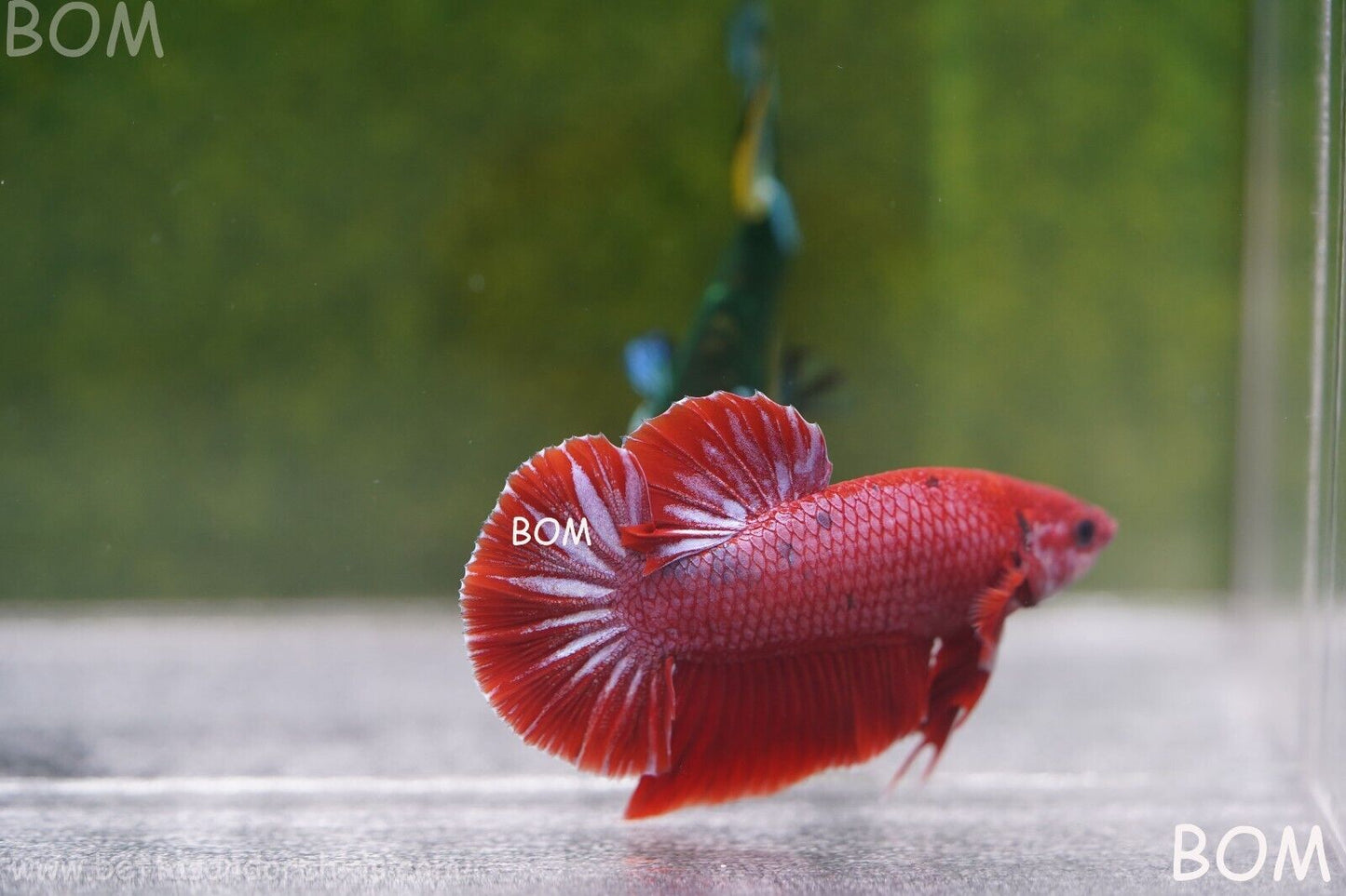 LIVE BETTA MALE RED | BOM830