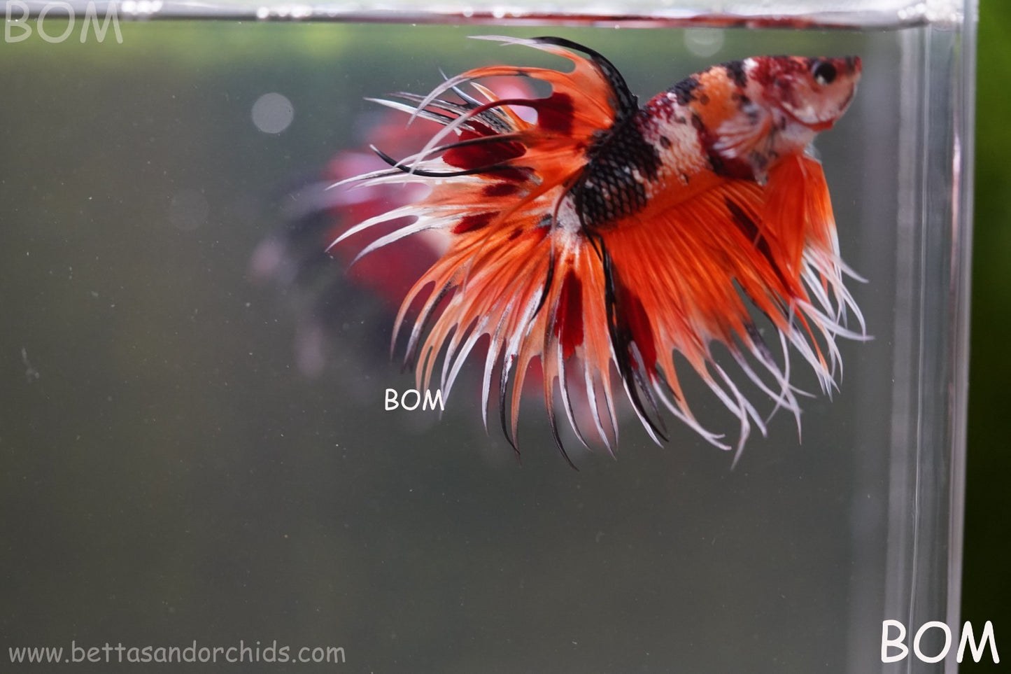 LIVE BETTA MALE DRAGONS CROWN LEOPARDS : Unique Fish | BOM-A300