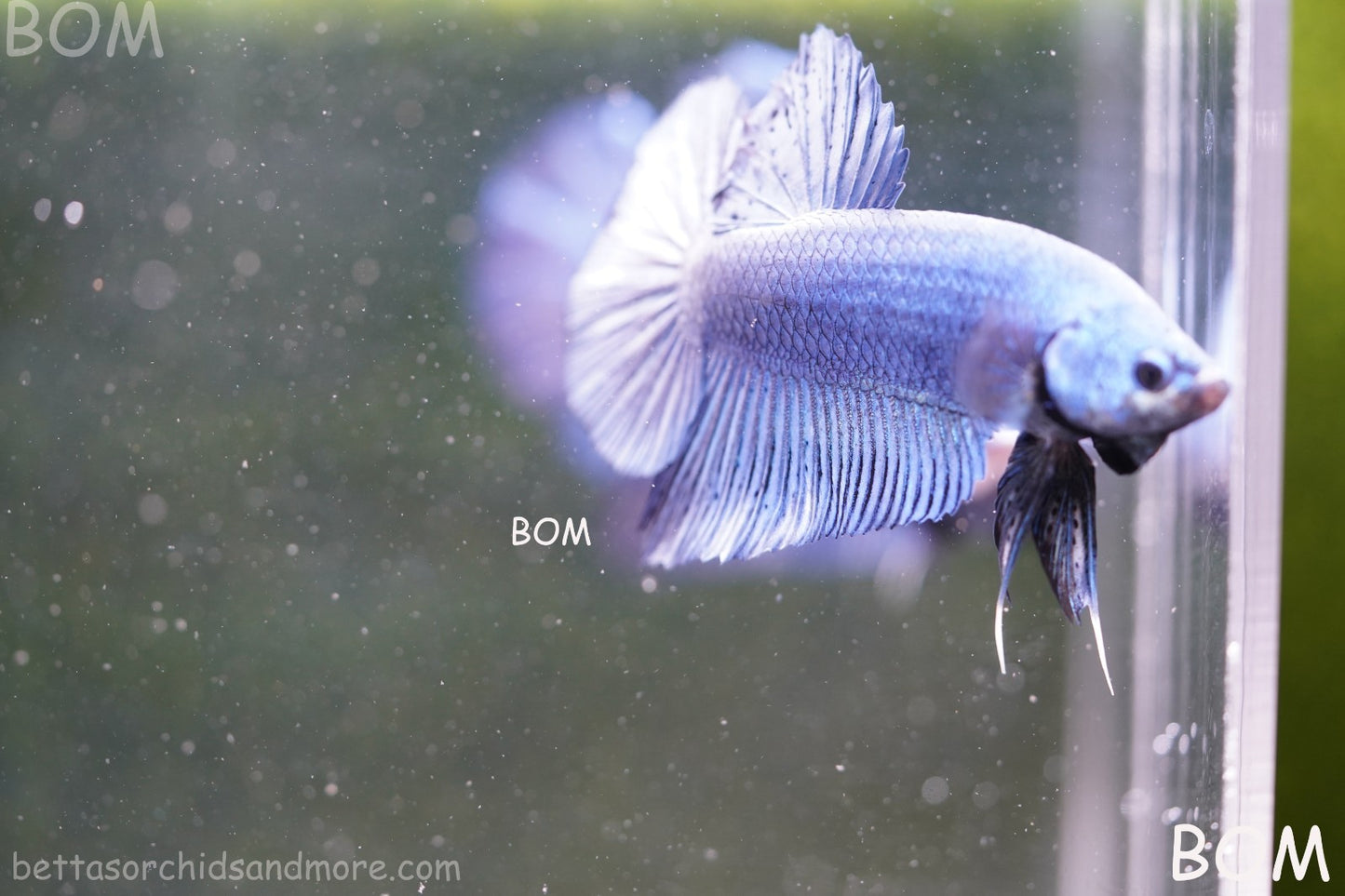 Betta Plakat GIANT MALE BLUE SERIES 5 CM BO | BOM-A304
