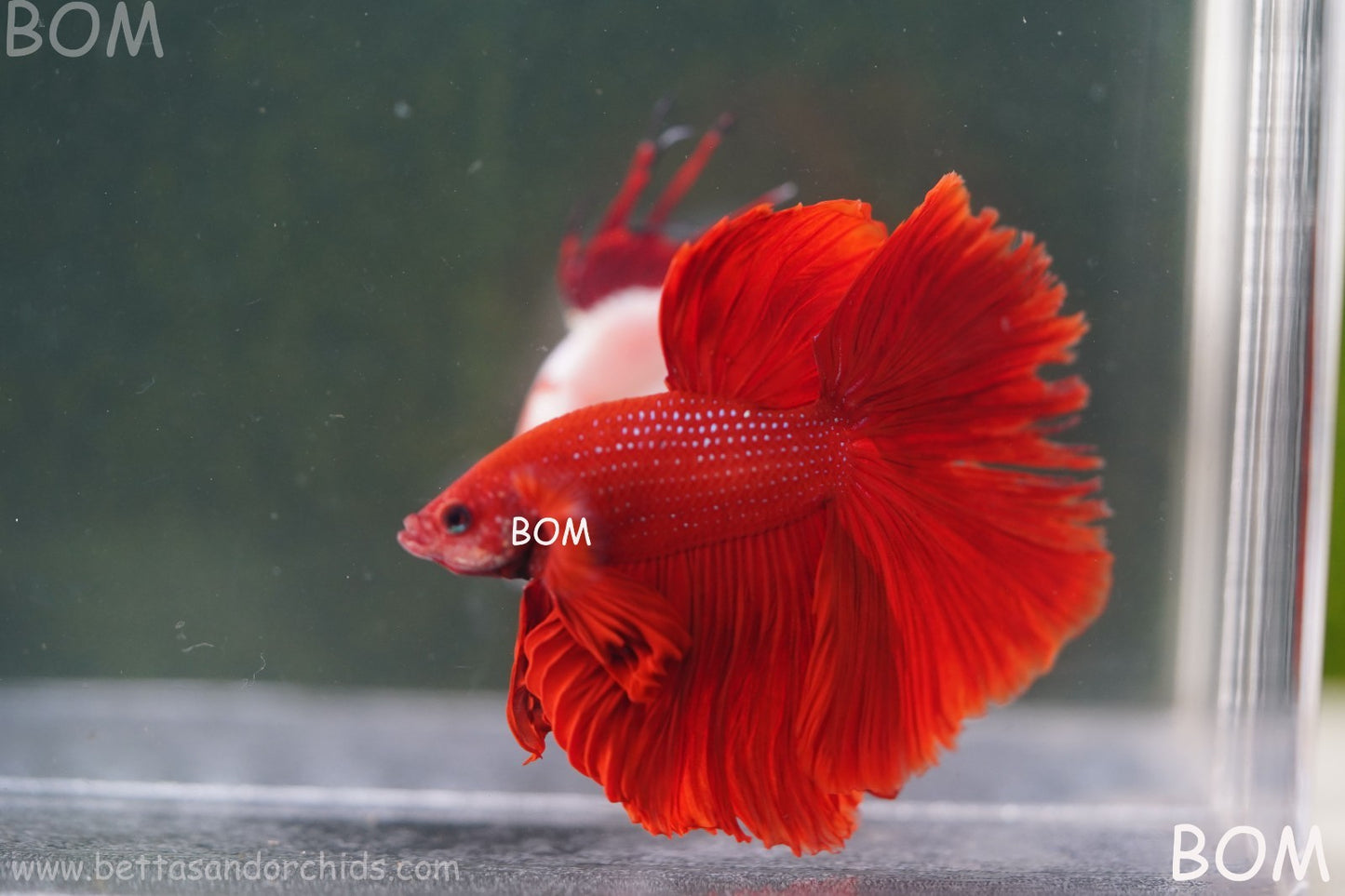 LIVE BETTA MALE KING RED ROSE TAIL : Unique Fish | BOM-A294