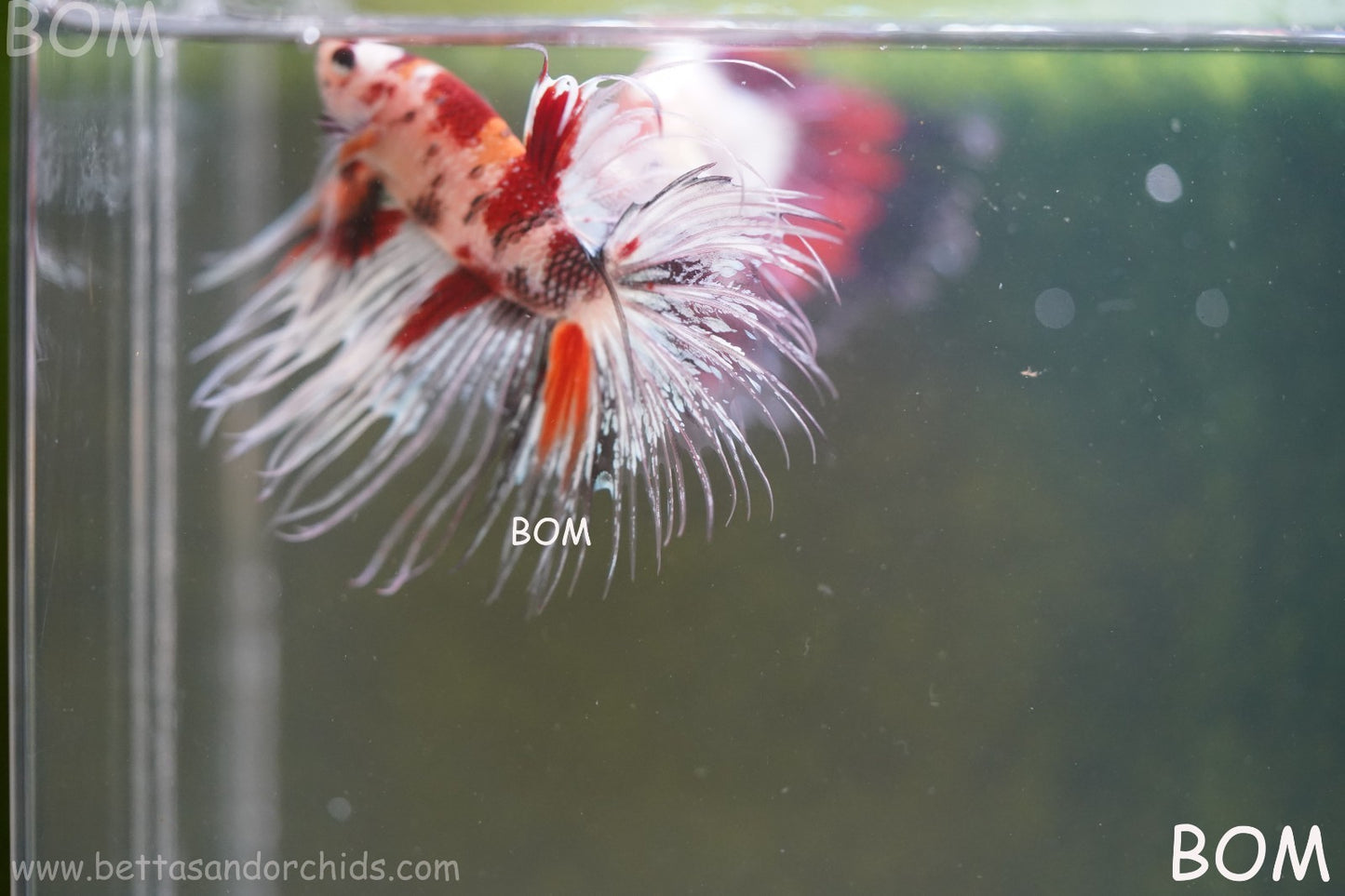 LIVE BETTA MALE CROWN RED KOI : Unique Fish | BOM-A295