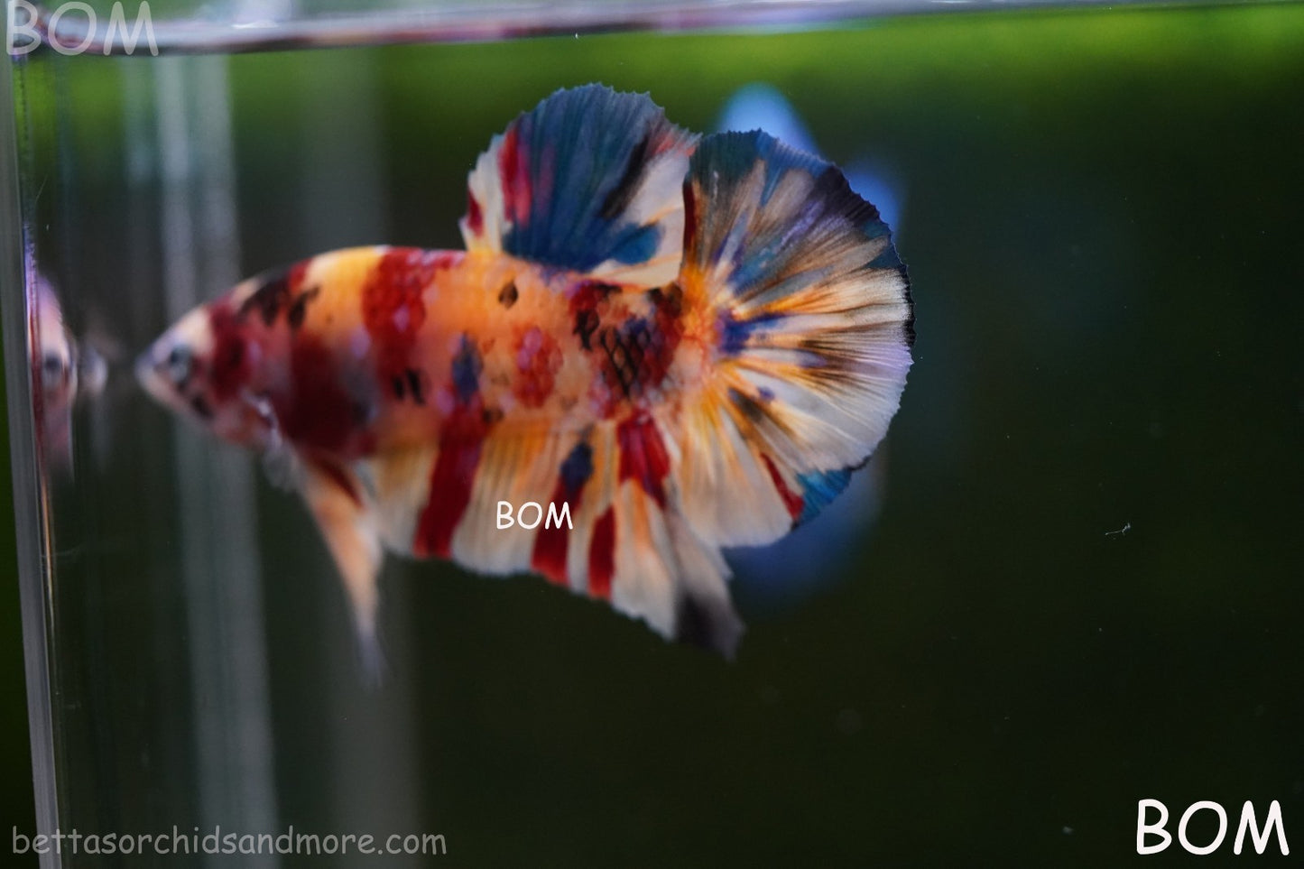 LIVE BETTTA MALE METALLIC MULTICOLOUR HMPK BEAUTIFUL COLOURS | BOM-A283