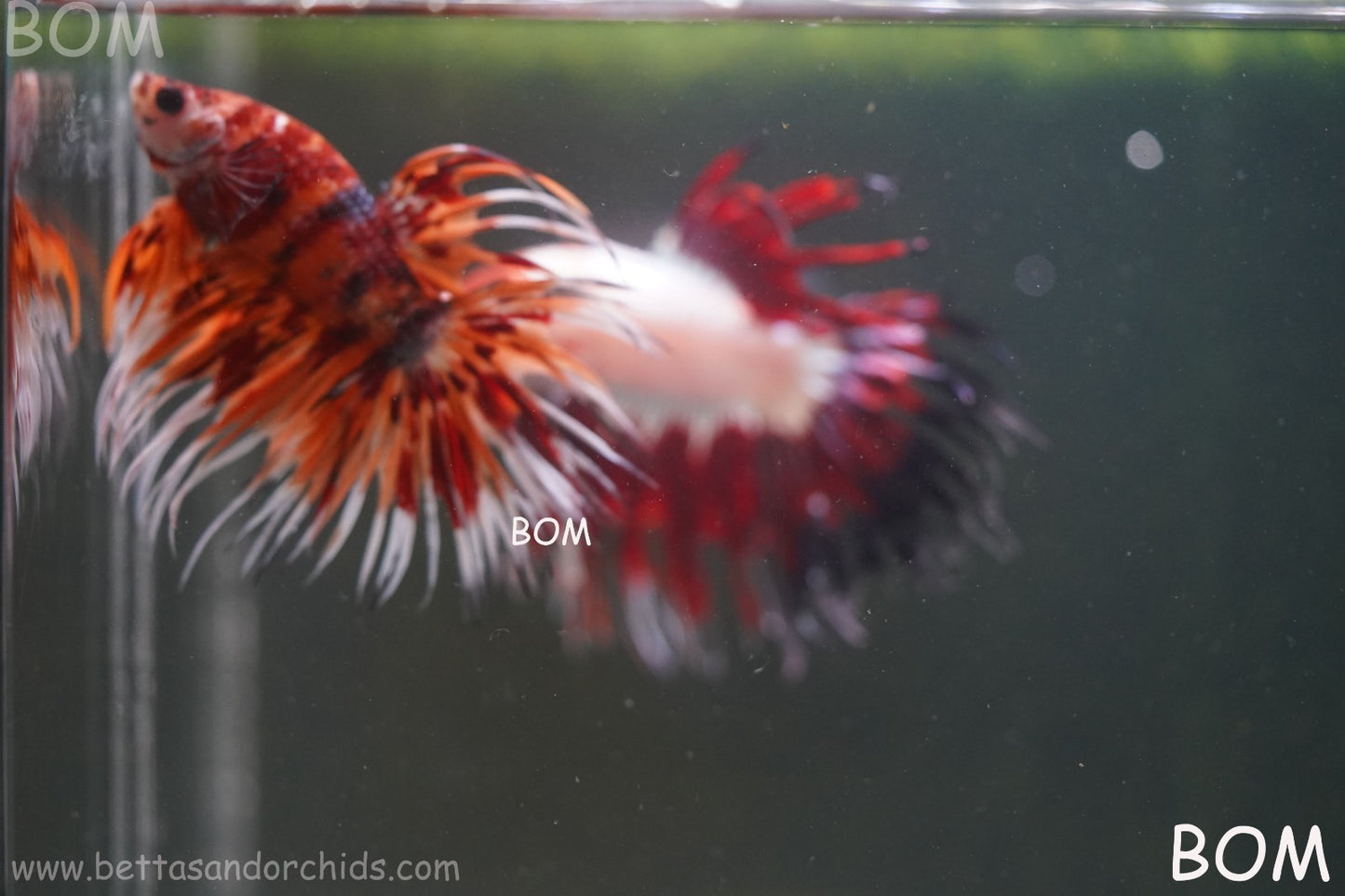 LIVE BETTA MALE CROWN LEOPARDS FIREWORKS : Unique Fish | BOM-A298