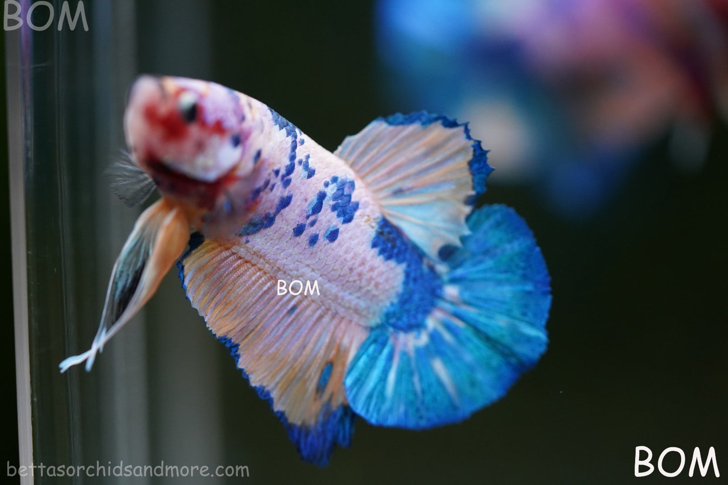 LIVE BETTTA MALE METALLIC MULTICOLOUR HMPK BEAUTIFUL COLOURS | BOM-A281