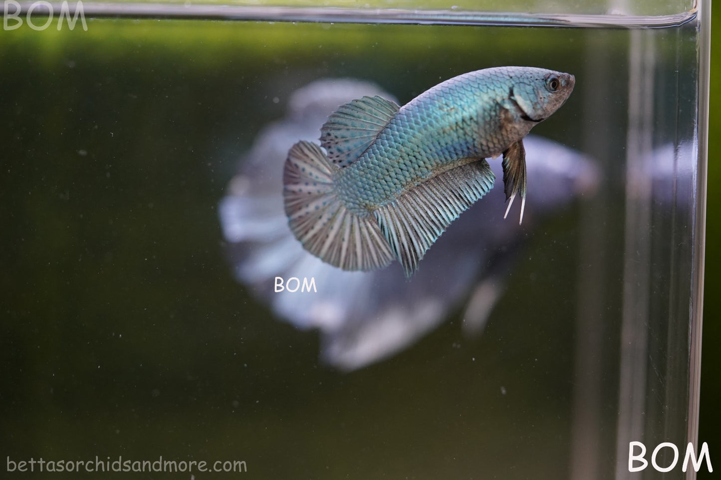 LIVE BETTA GIANT FEMALE BLUE SERIES | BOM-A314