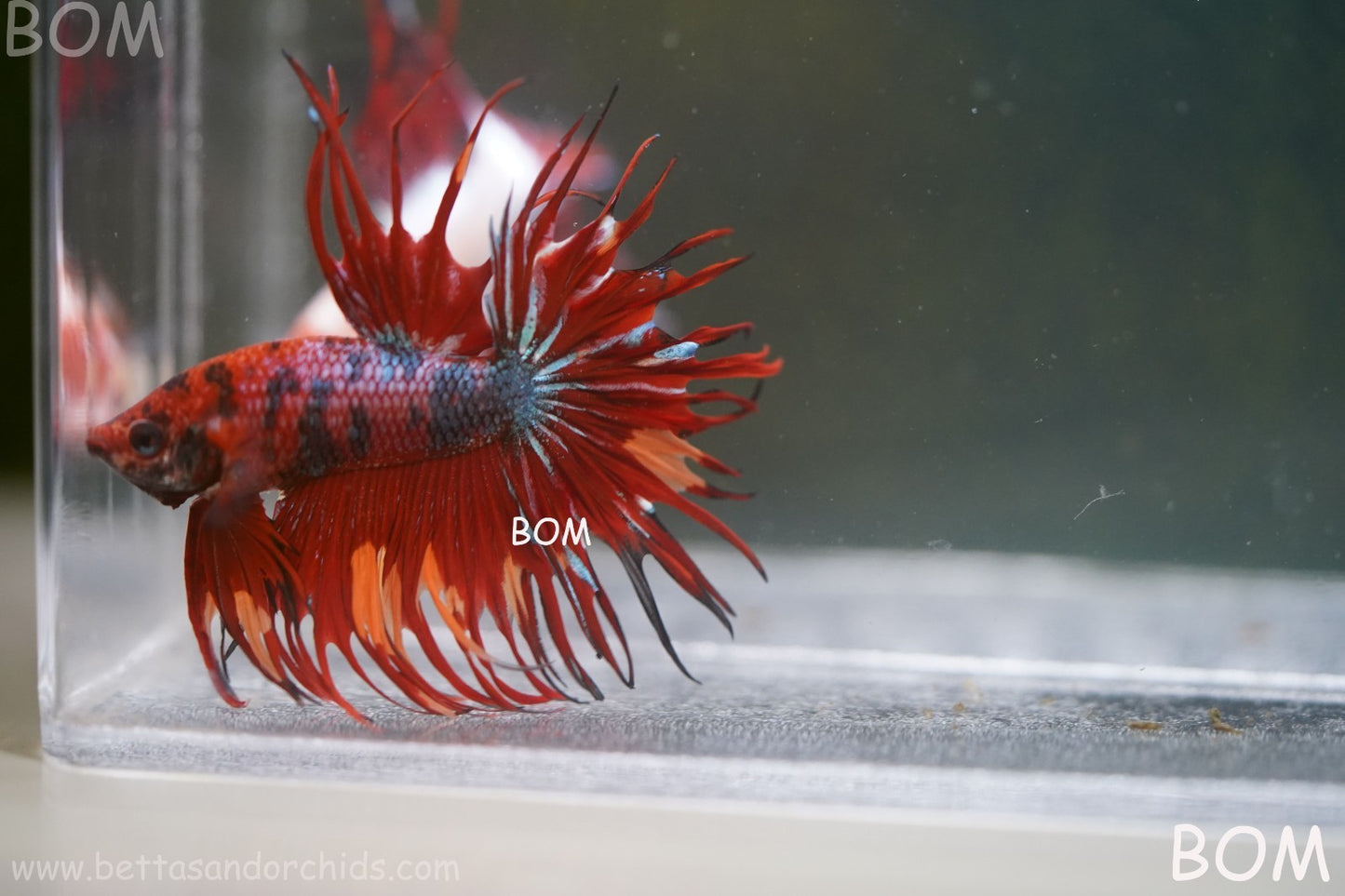 LIVE BETTA MALE CROWN NEMO REDS : Unique Fish | BOM-A302