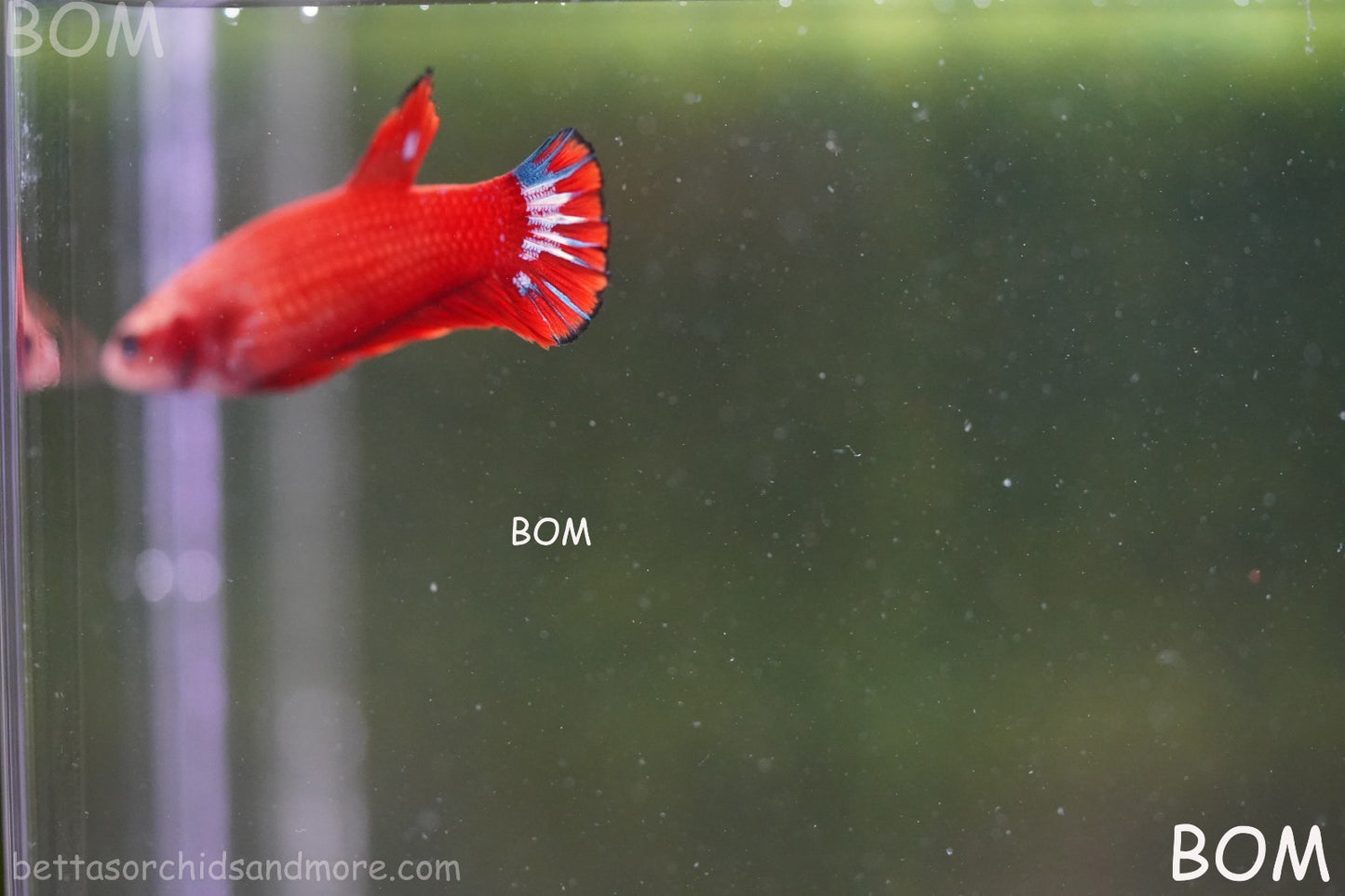 PREMIUM FEMALE HELLBOY HMPK BETTA Fish:Live HMPK | BOM-A276