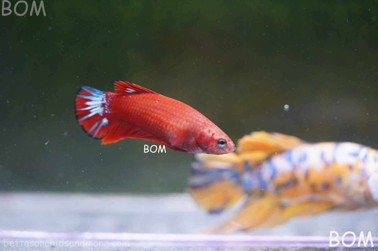PREMIUM FEMALE HELLBOY HMPK BETTA Fish:Live HMPK | BOM-A276