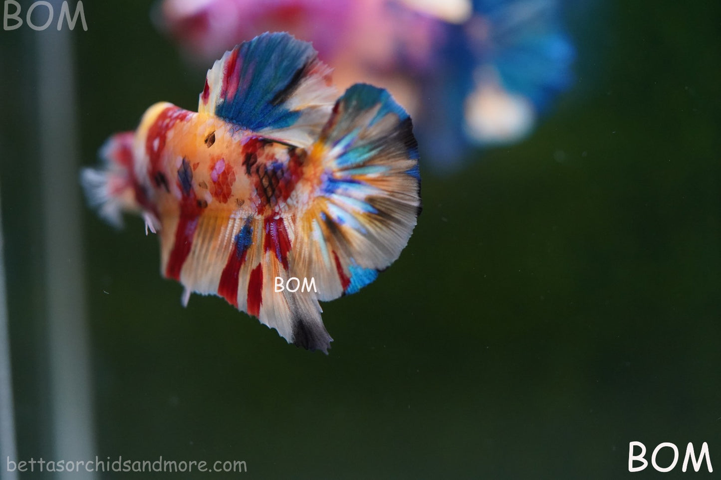 LIVE BETTTA MALE METALLIC MULTICOLOUR HMPK BEAUTIFUL COLOURS | BOM-A283