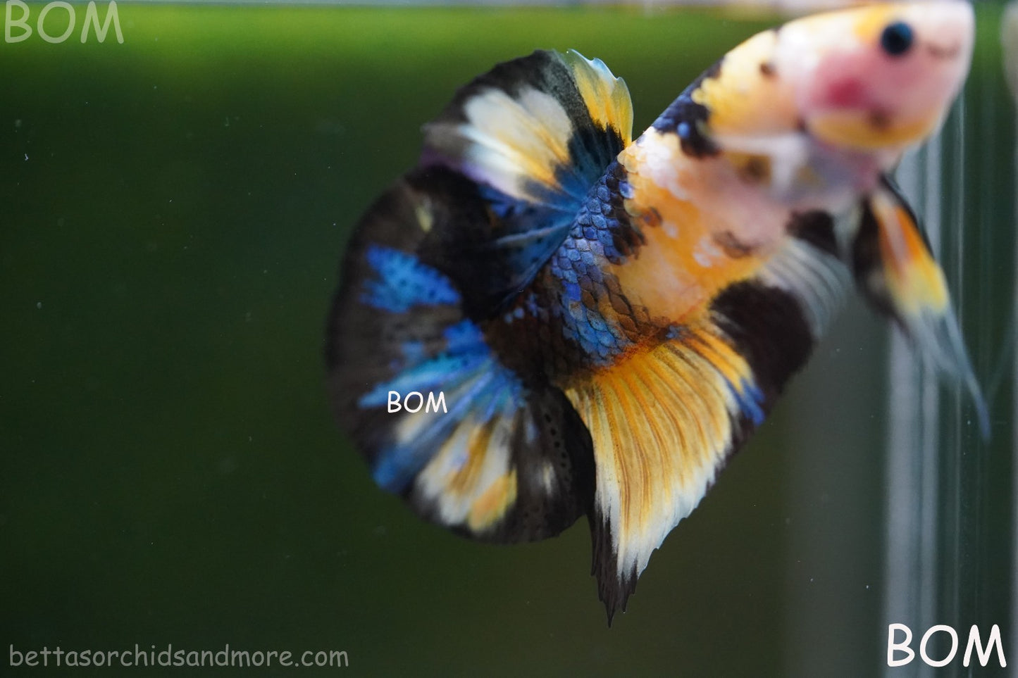 LIVE BETTTA MALE METALLIC MULTICOLOUR HMPK BEAUTIFUL COLOURS | BOM-A284