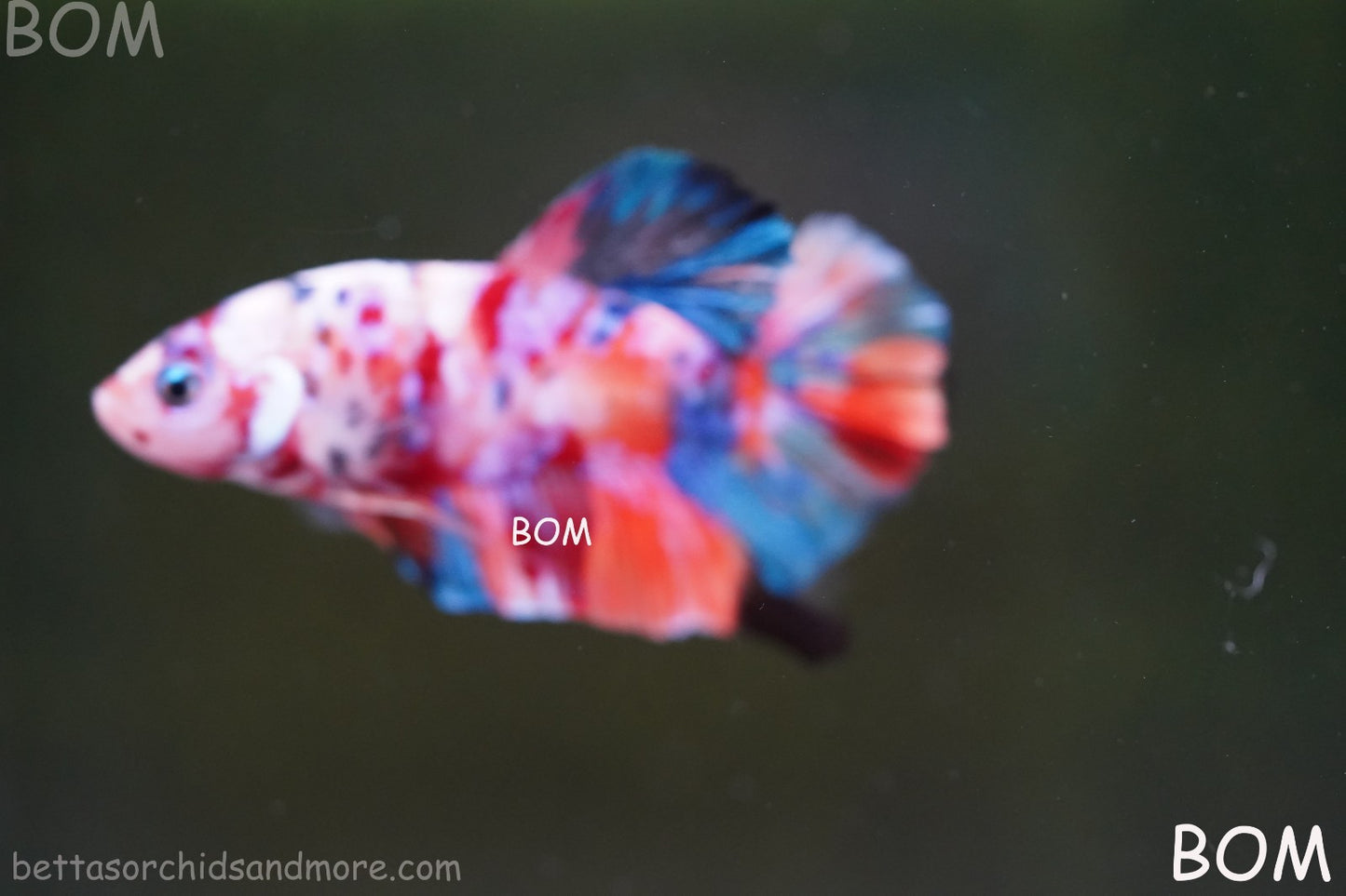 LIVE BETTTA MALE METALLIC MULTICOLOUR HMPK BEAUTIFUL COLOURS | BOM-A282
