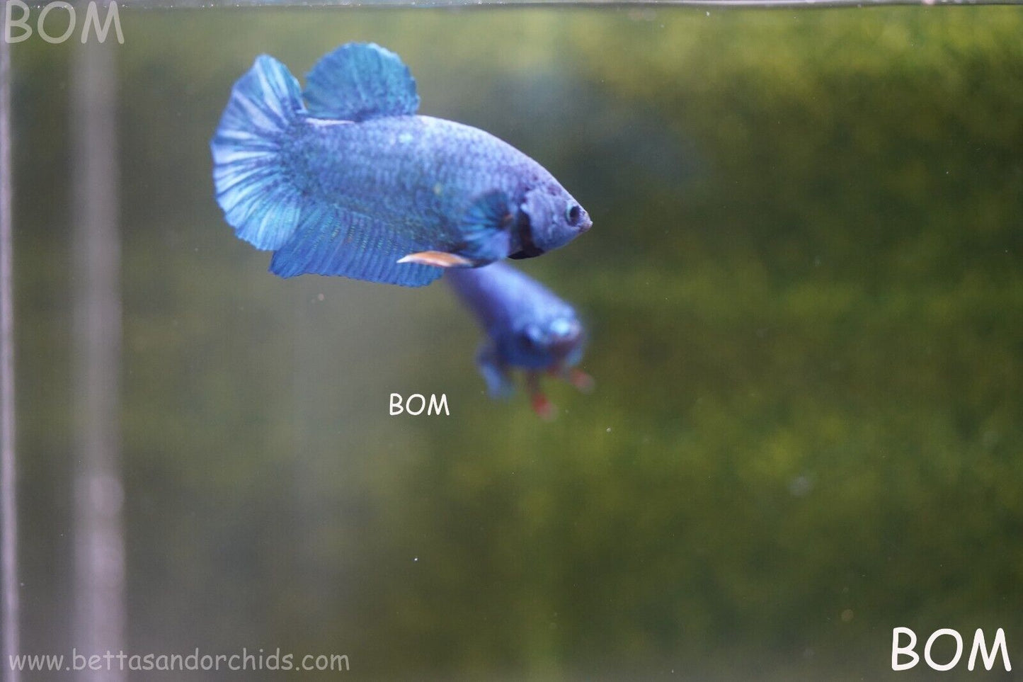 MALE GREEN ARMOUR SERIES Plakat Betta Fish: Live HMPK YELLOW TIE BOM-A65