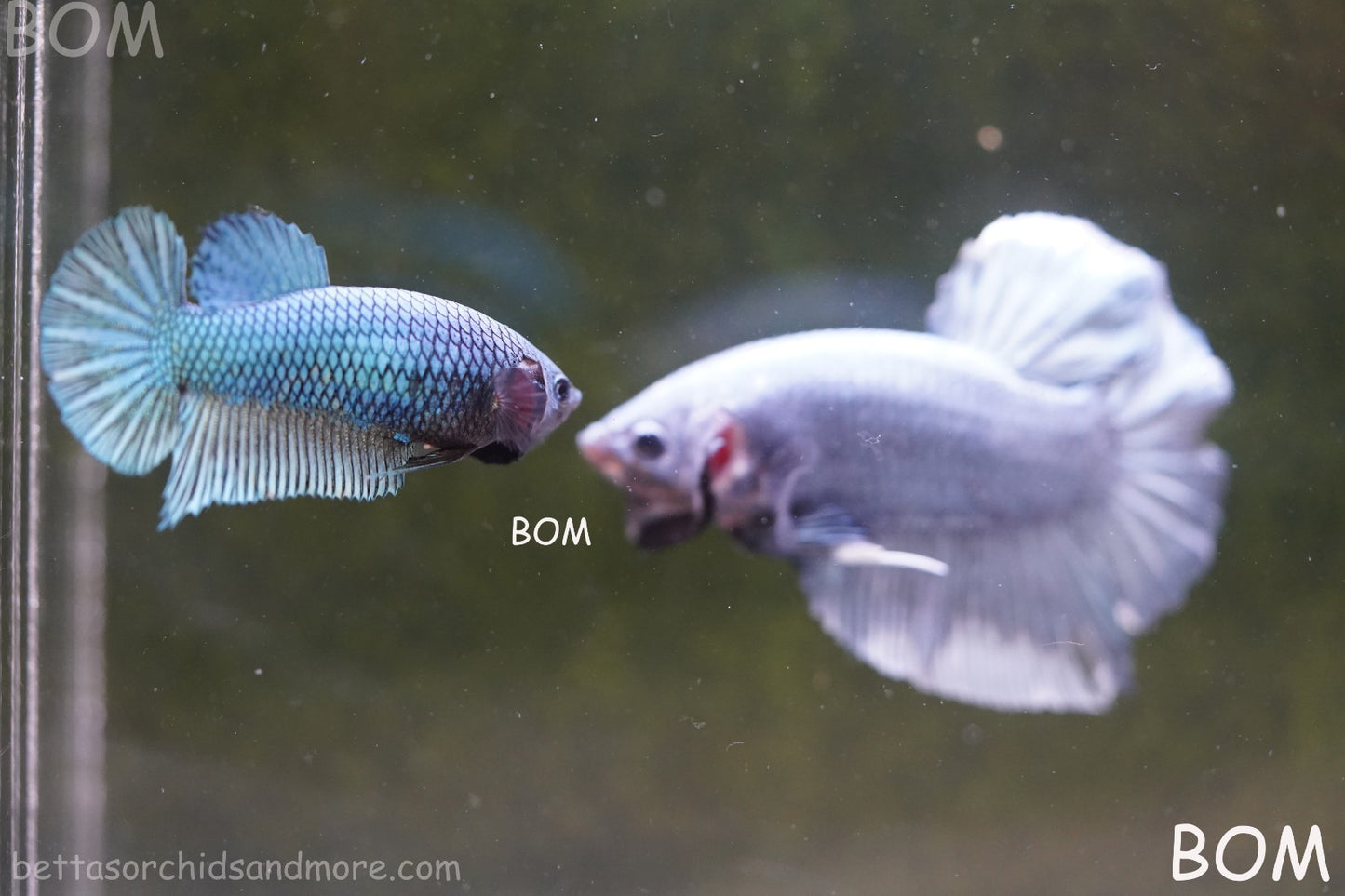 LIVE BETTA GIANT FEMALE BLUE SERIES | BOM-A311