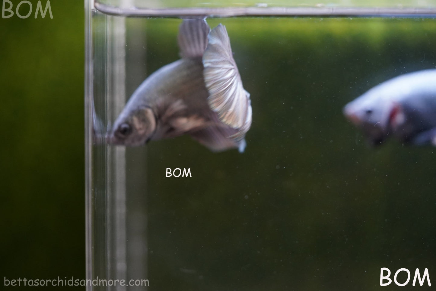 LIVE BETTA GIANT MALE COPPER 5 CM BO | BOM-A315