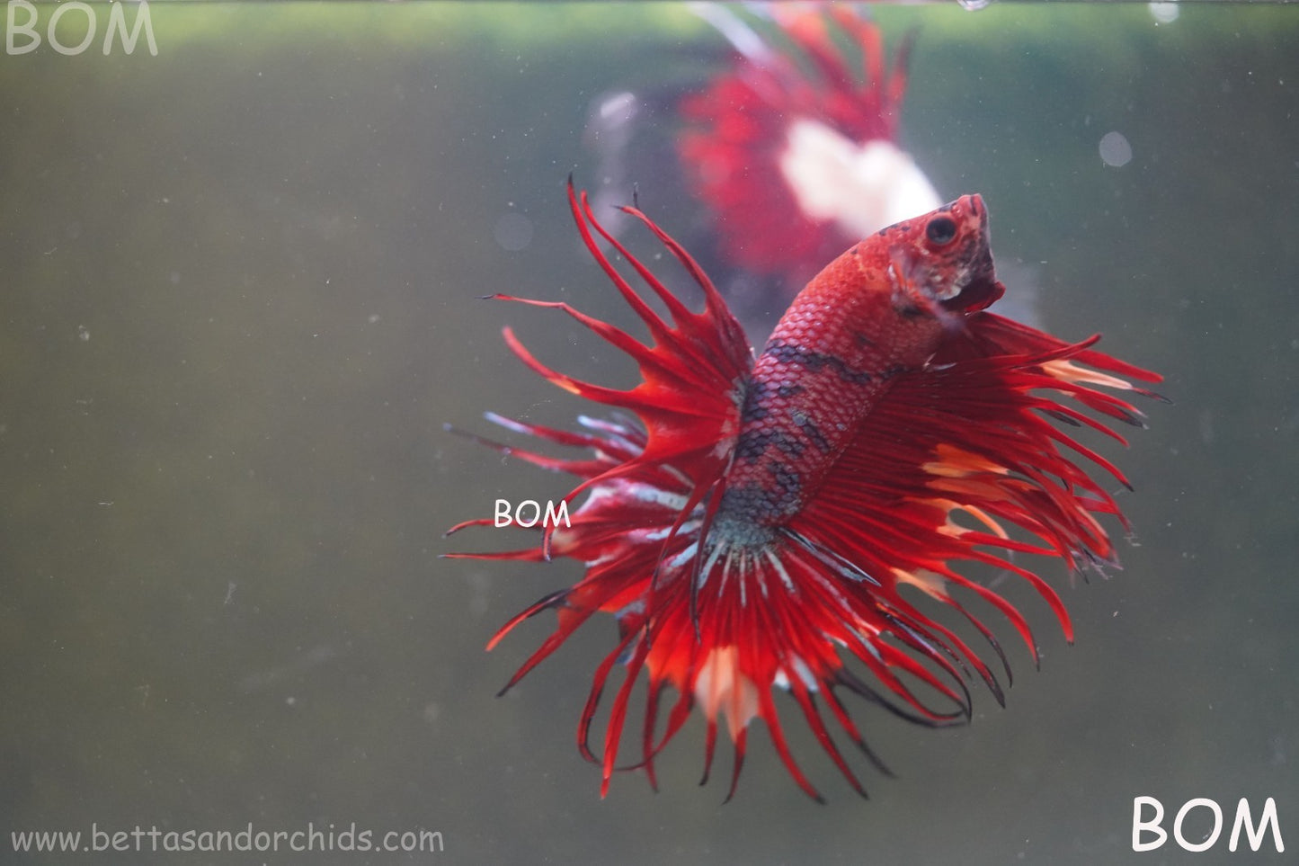 LIVE BETTA MALE CROWN NEMO REDS : Unique Fish | BOM-A302