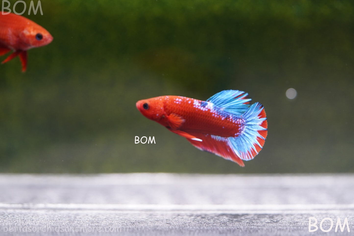 PREMIUM MALE HELLBOY HMPK BETTA Fish:Live HMPK | BOM-A226