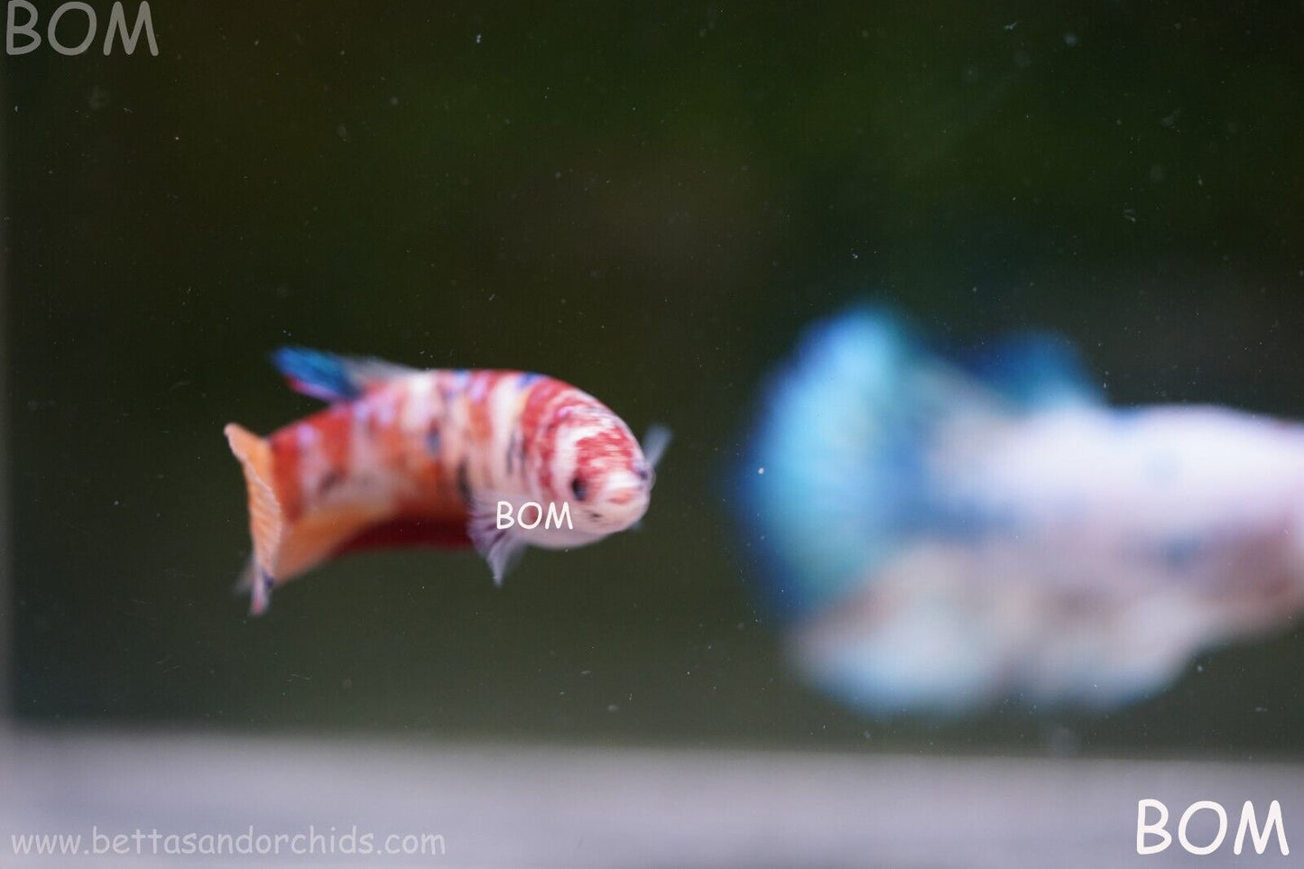 LIVE BETTTA BIG FEMALE MULTICOLOUR HMPK | BOM-A118