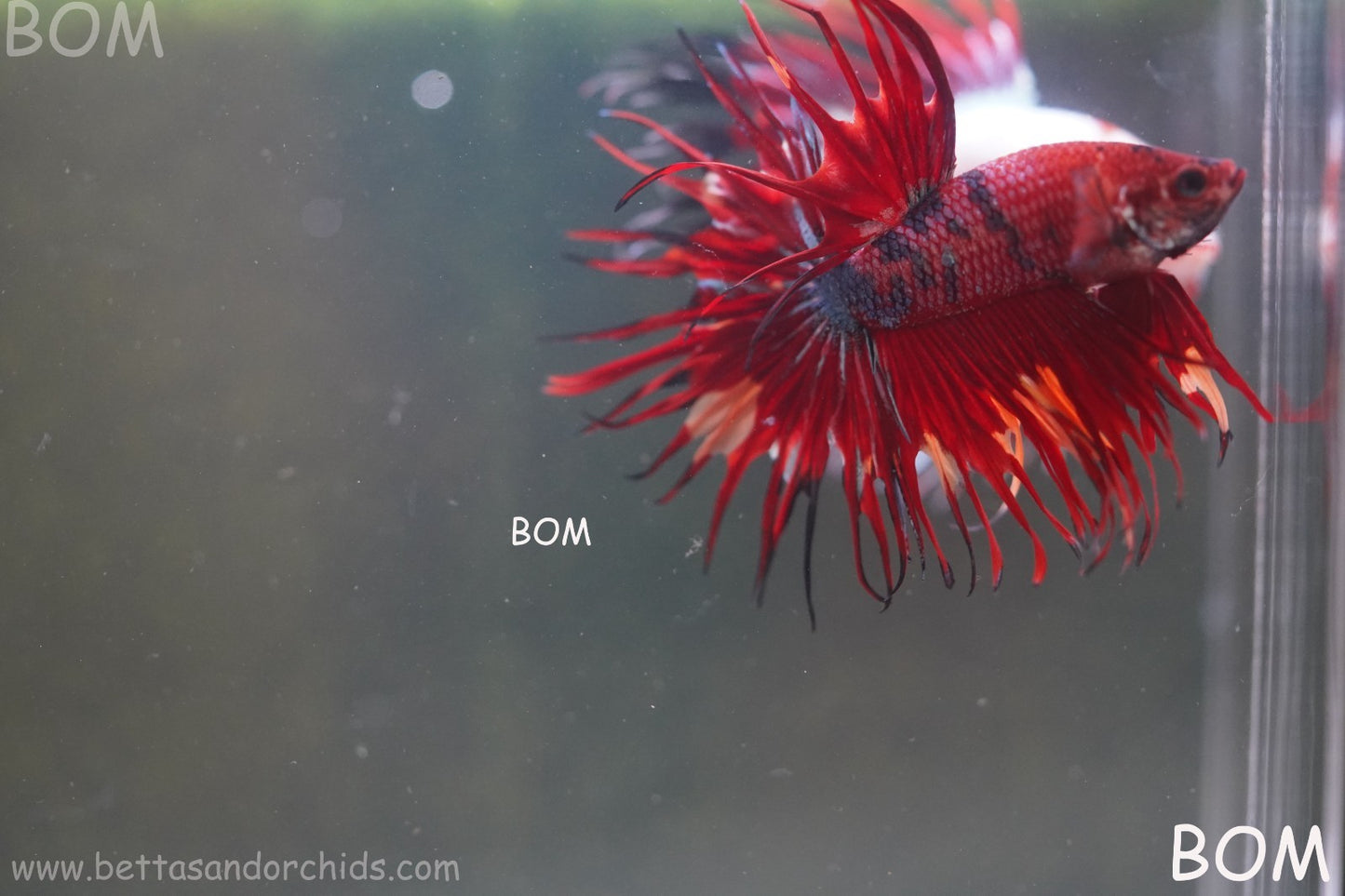 LIVE BETTA MALE CROWN NEMO REDS : Unique Fish | BOM-A302