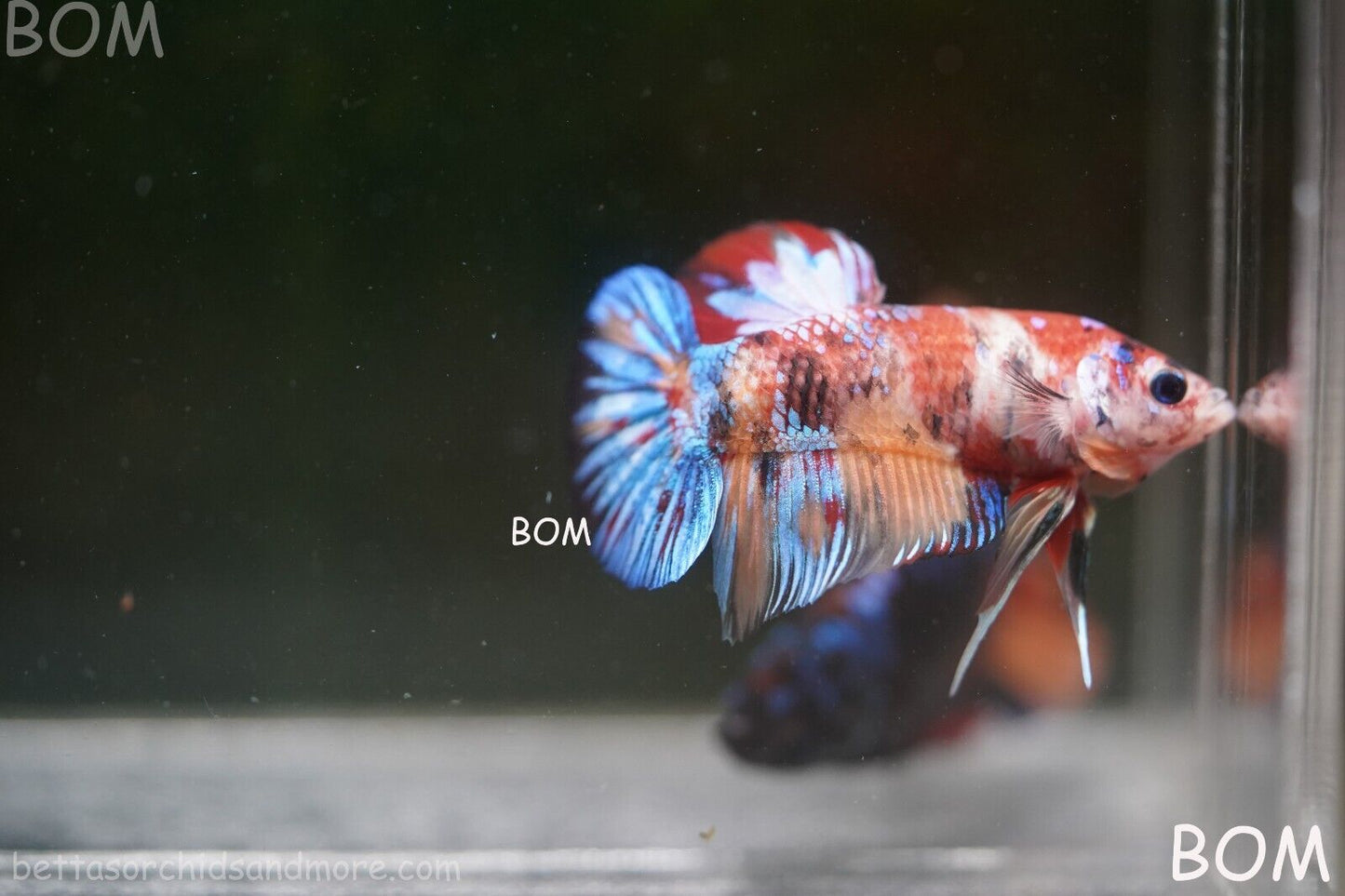 LIVE BETTTA BIG MALE MULTICOLOUR HMPK | BOM-A144