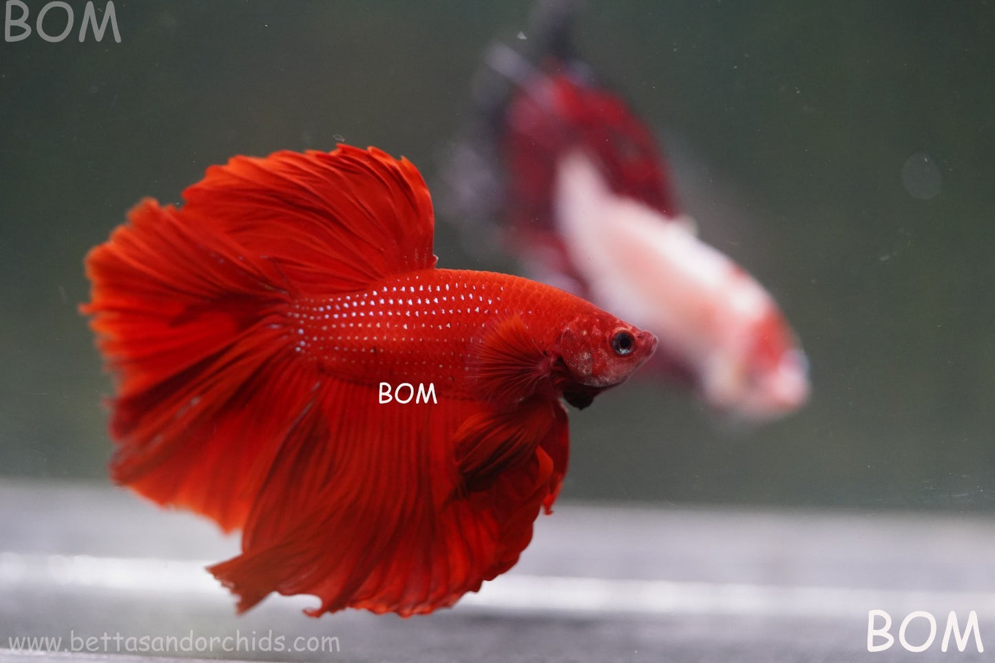 LIVE BETTA MALE KING RED ROSE TAIL : Unique Fish | BOM-A294