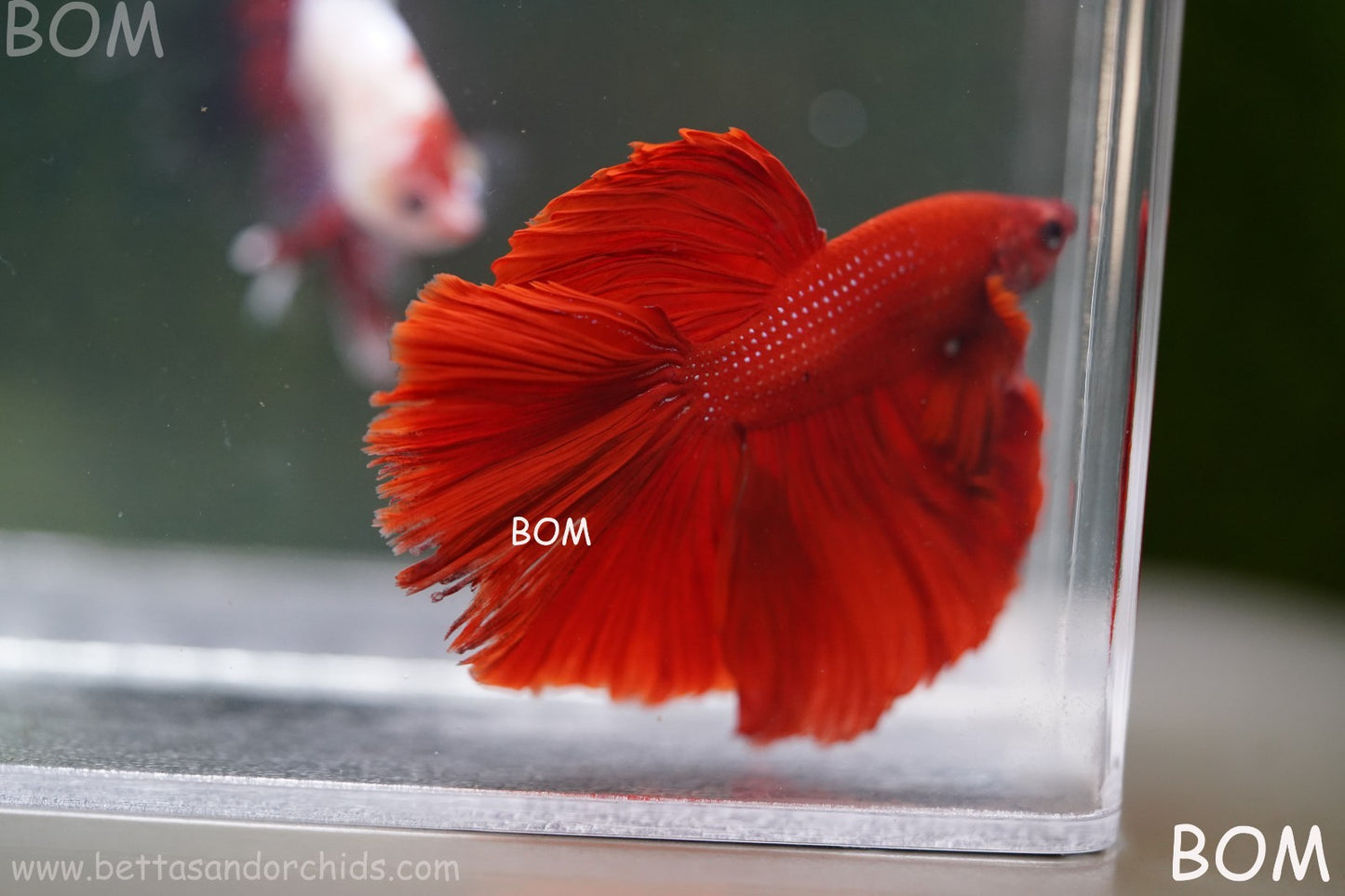 LIVE BETTA MALE KING RED ROSE TAIL : Unique Fish | BOM-A294
