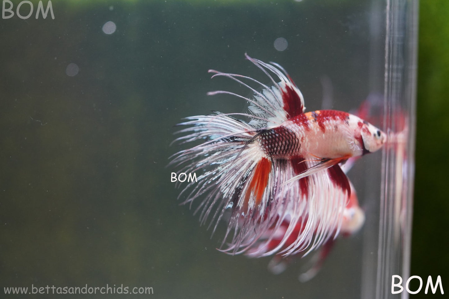 LIVE BETTA MALE CROWN RED KOI : Unique Fish | BOM-A295