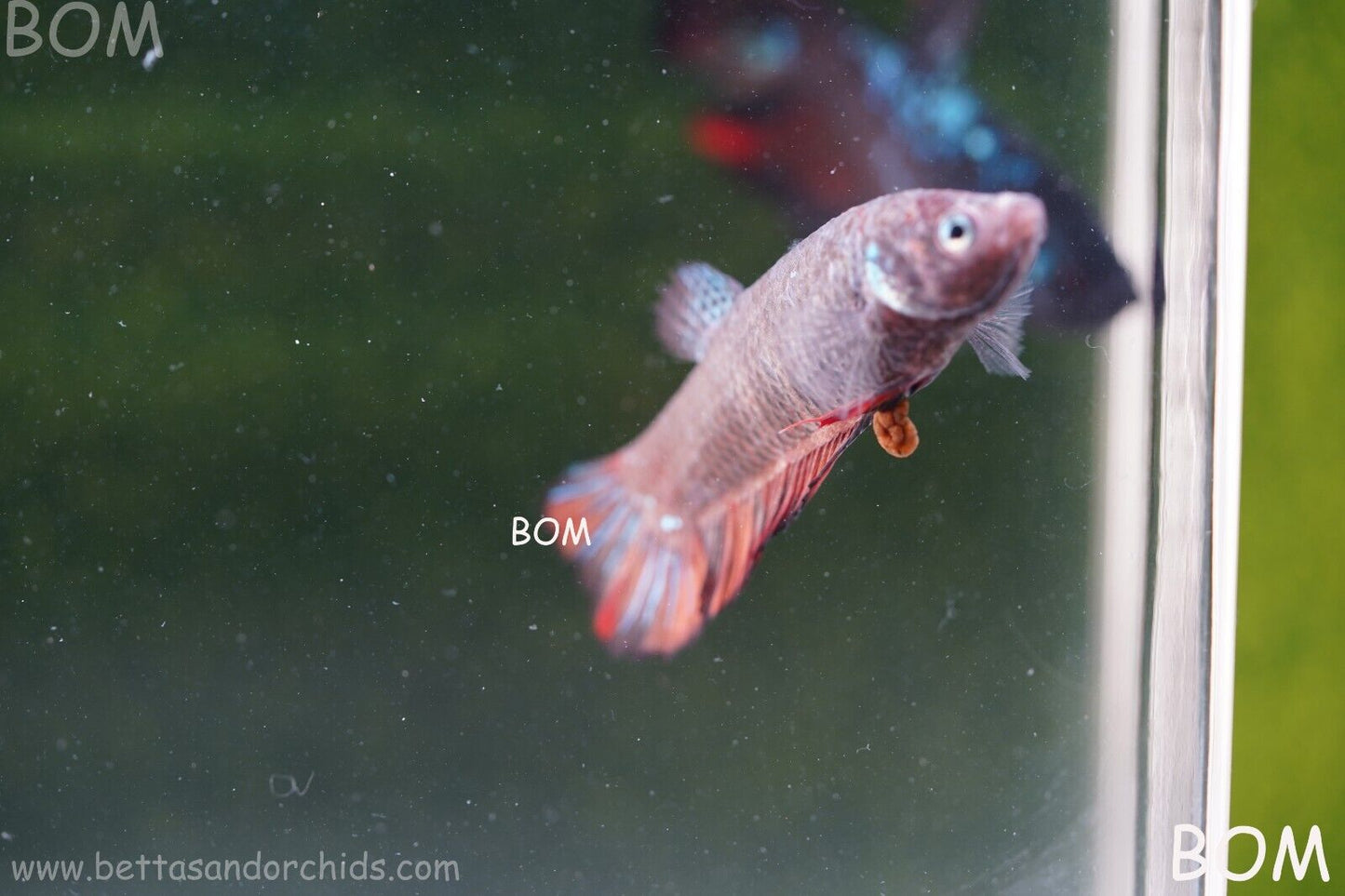 LIVE BETTA HMPK BIG FEMALE BLACK VARIANT | BOM-A50