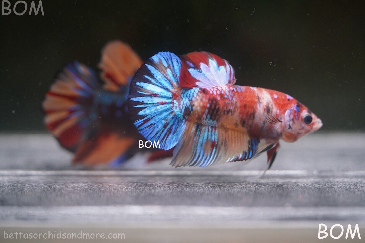 LIVE BETTTA BIG MALE MULTICOLOUR HMPK | BOM-A144