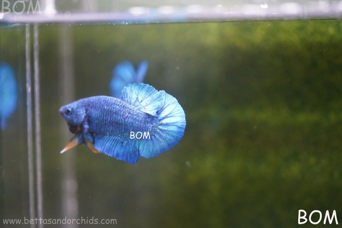 MALE GREEN ARMOUR SERIES Plakat Betta Fish: Live HMPK YELLOW TIE BOM-A65