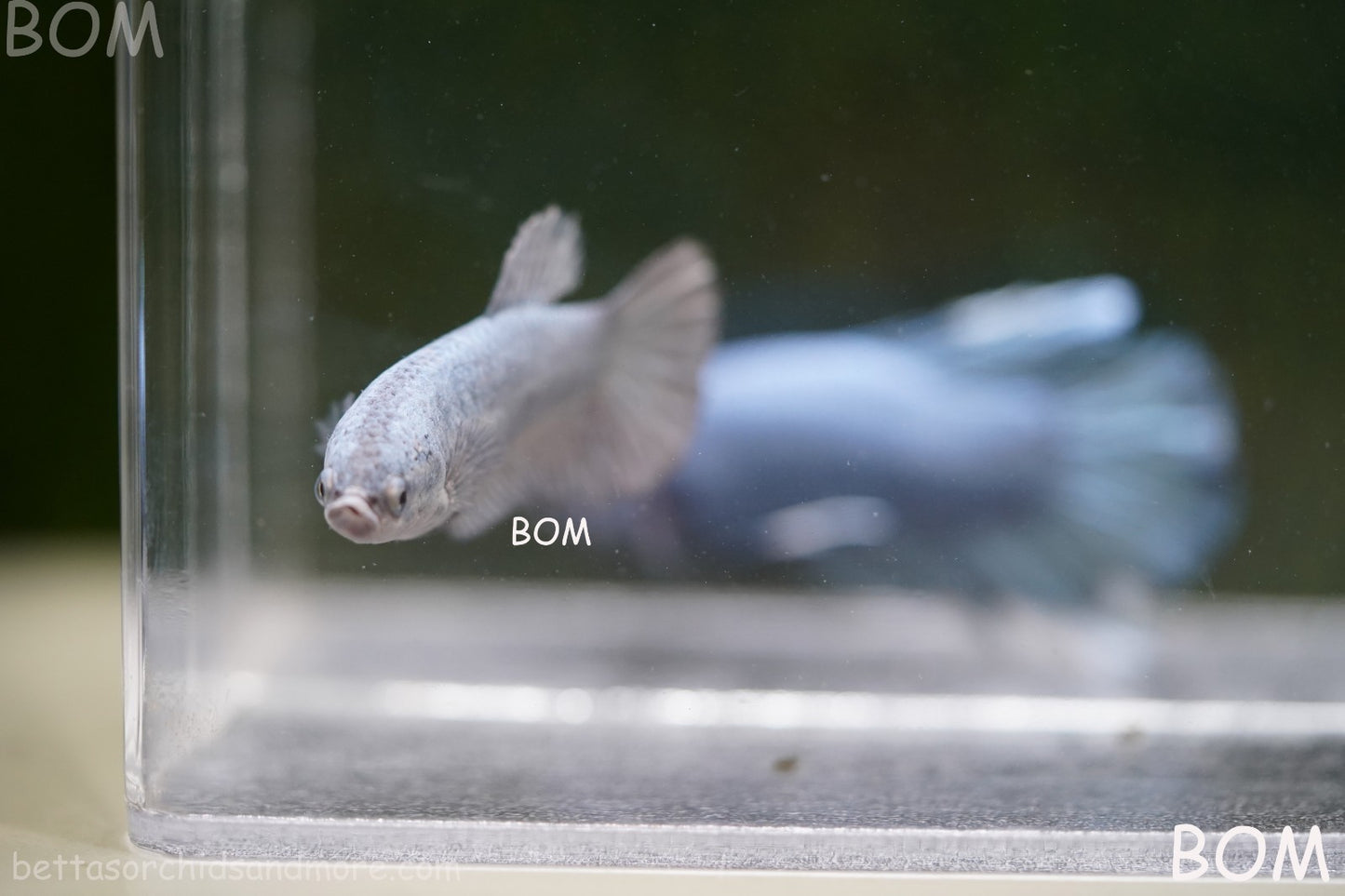 LIVE BETTA JUNIOR GIANT FEMALE COPPER | BOM-A317