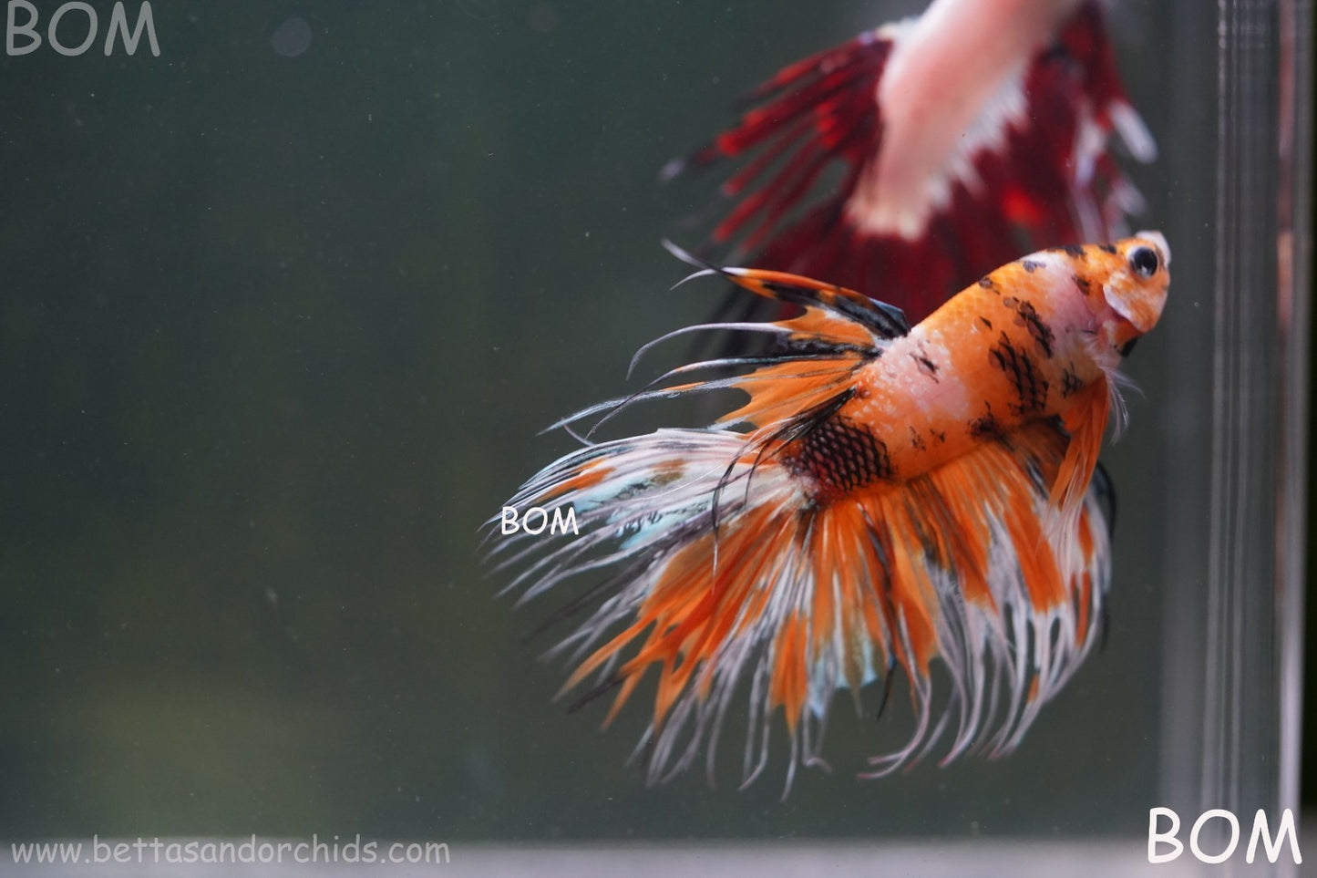 LIVE BETTA MALE CROWN LEOPARDS : Unique Fish | BOM-A296