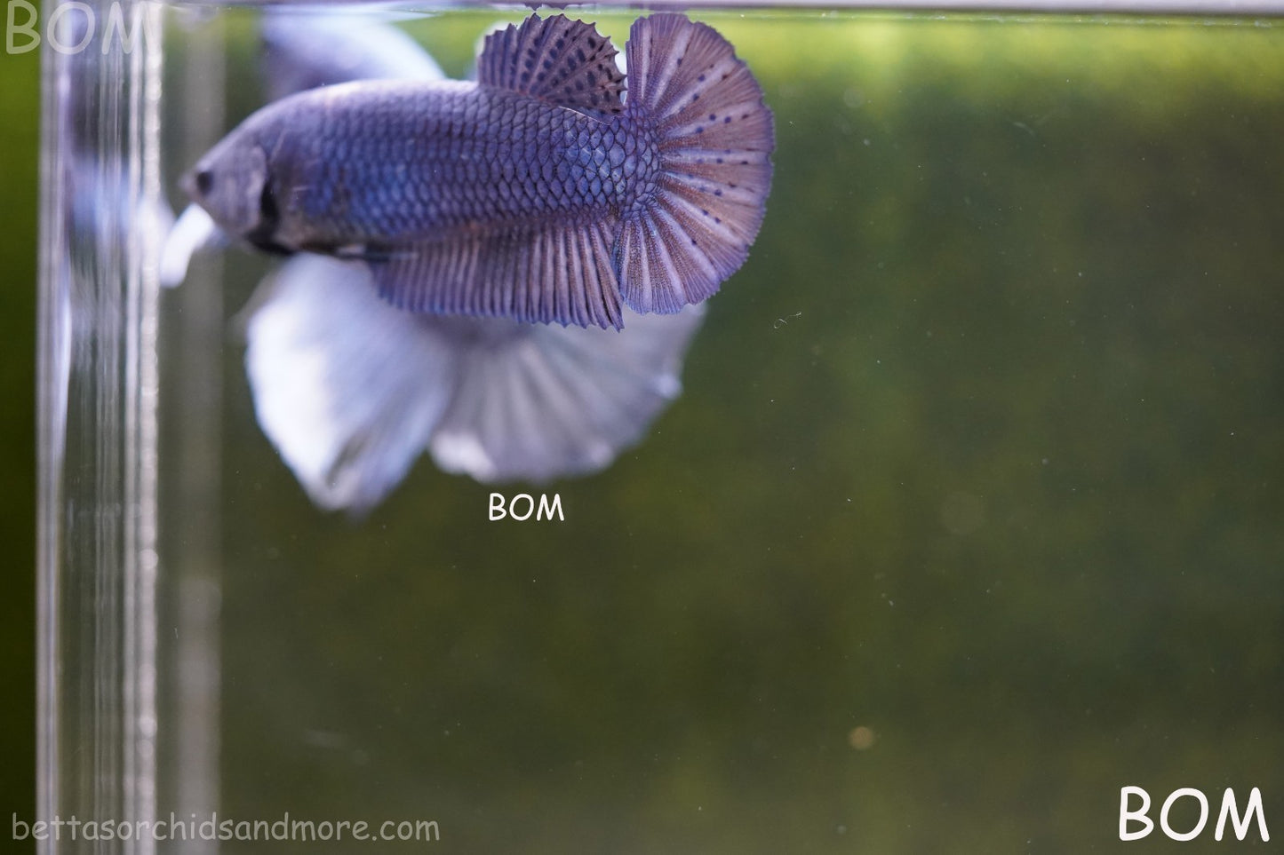 LIVE BETTA GIANT FEMALE BLUE SERIES | BOM-A308