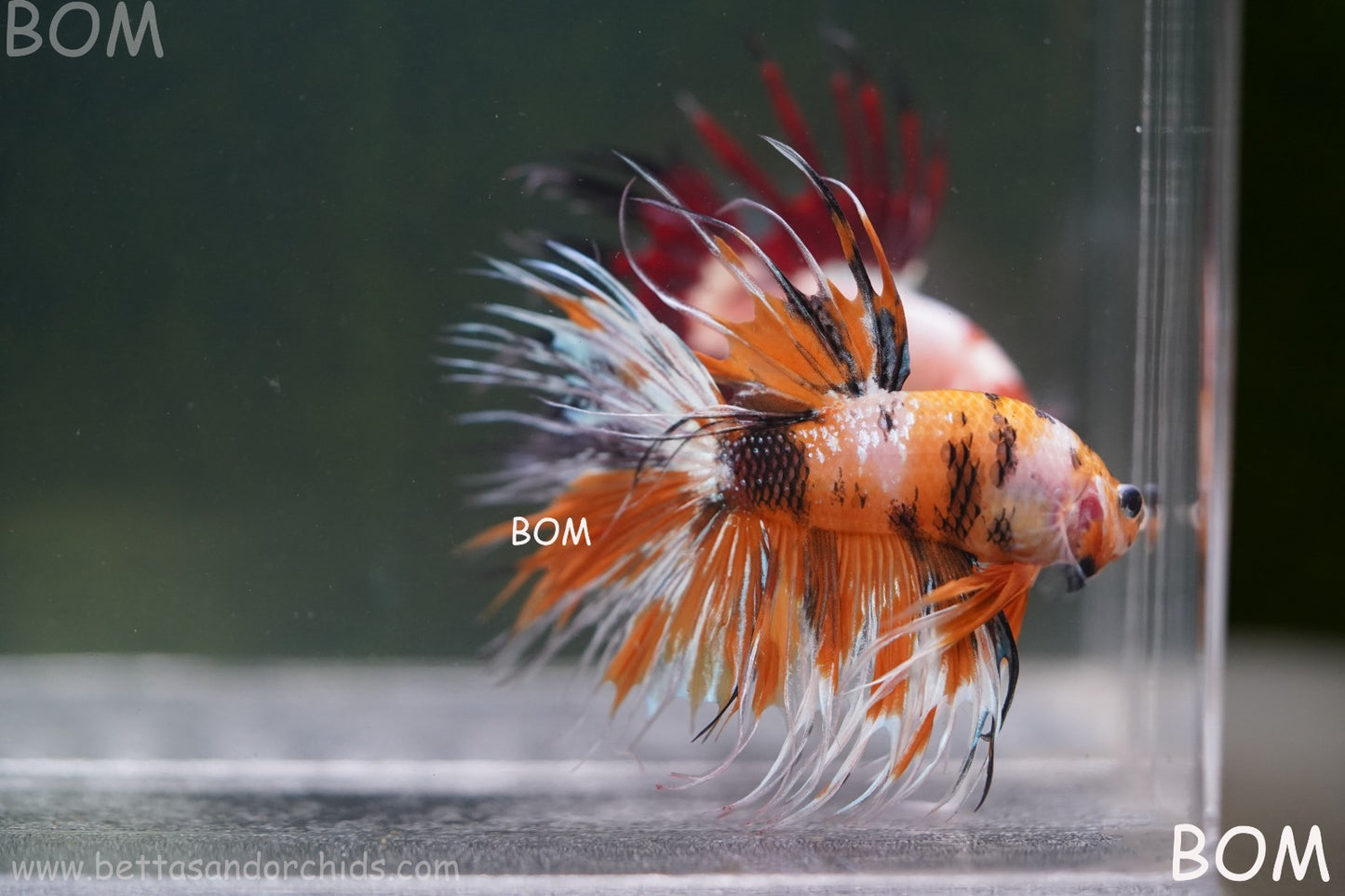 LIVE BETTA MALE CROWN LEOPARDS : Unique Fish | BOM-A296